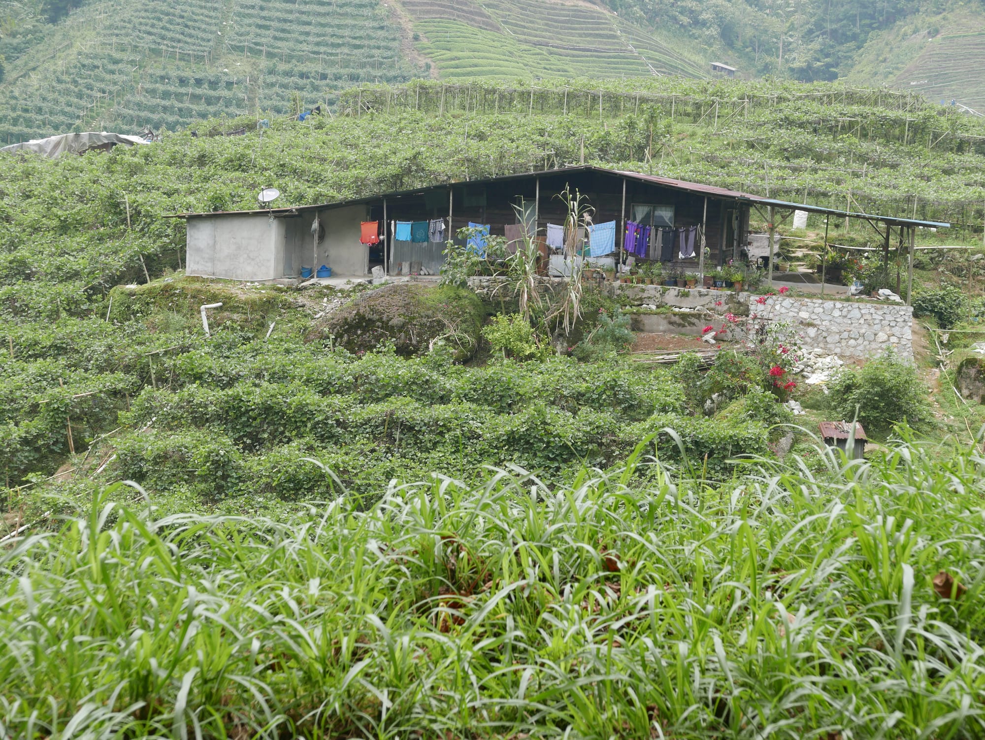 Photo by Author — the drive up to the BOH Tea Plantations, Cameron Highlands, Malaysia