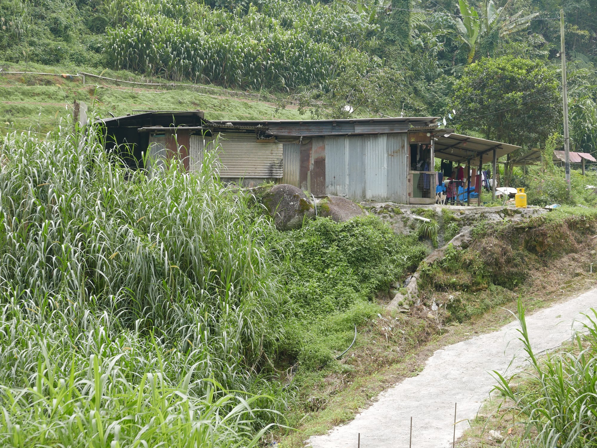 Photo by Author — the drive up to the BOH Tea Plantations, Cameron Highlands, Malaysia
