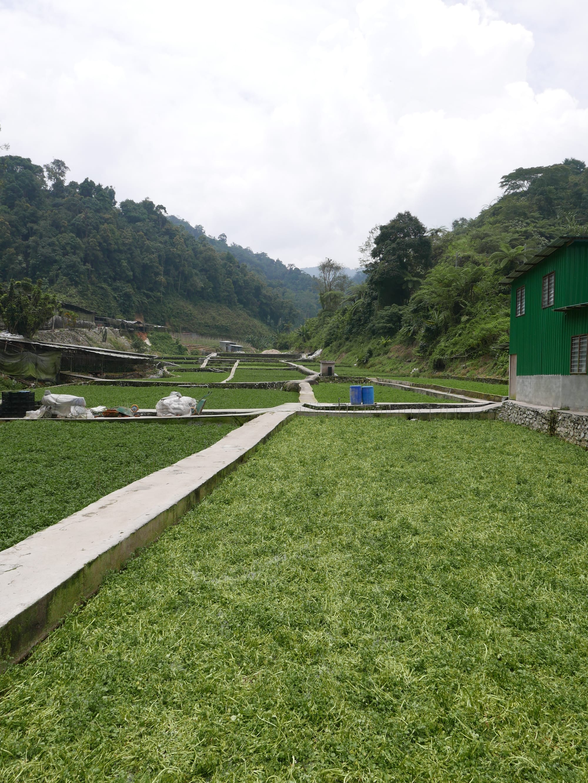 Photo by Author — watercress farm — Cameron Highlands, Malaysia