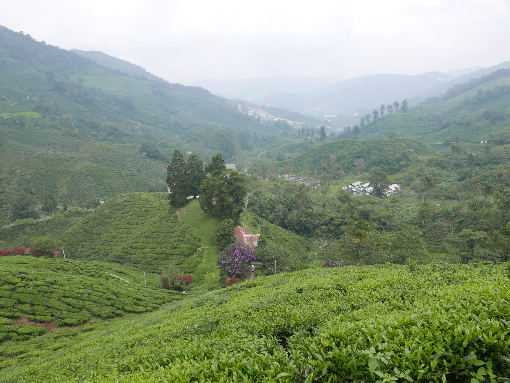 Photo by Author — BOH Tea Plantations, Cameron Highlands, Malaysia