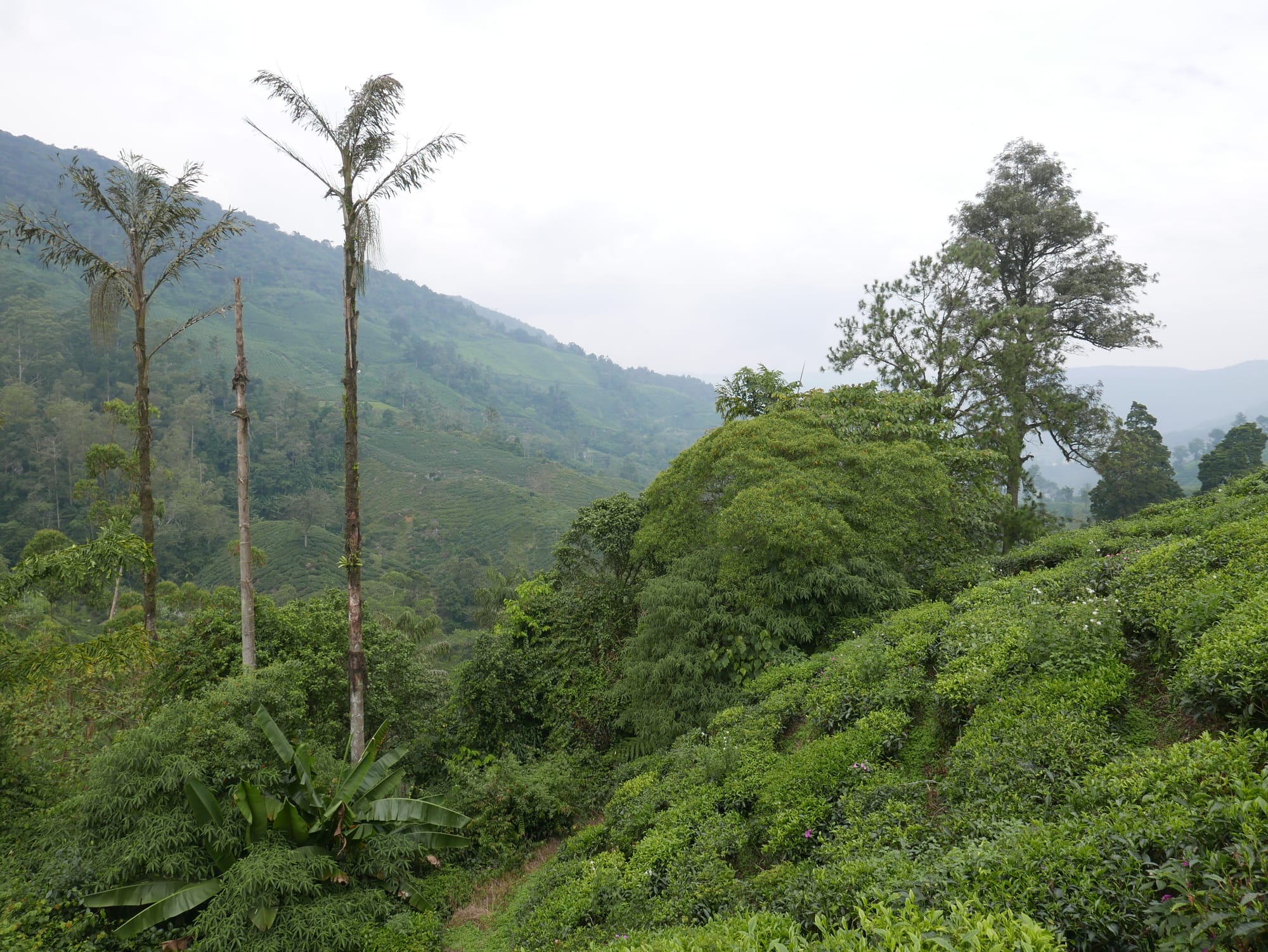 Photo by Author — BOH Tea Plantations, Cameron Highlands, Malaysia