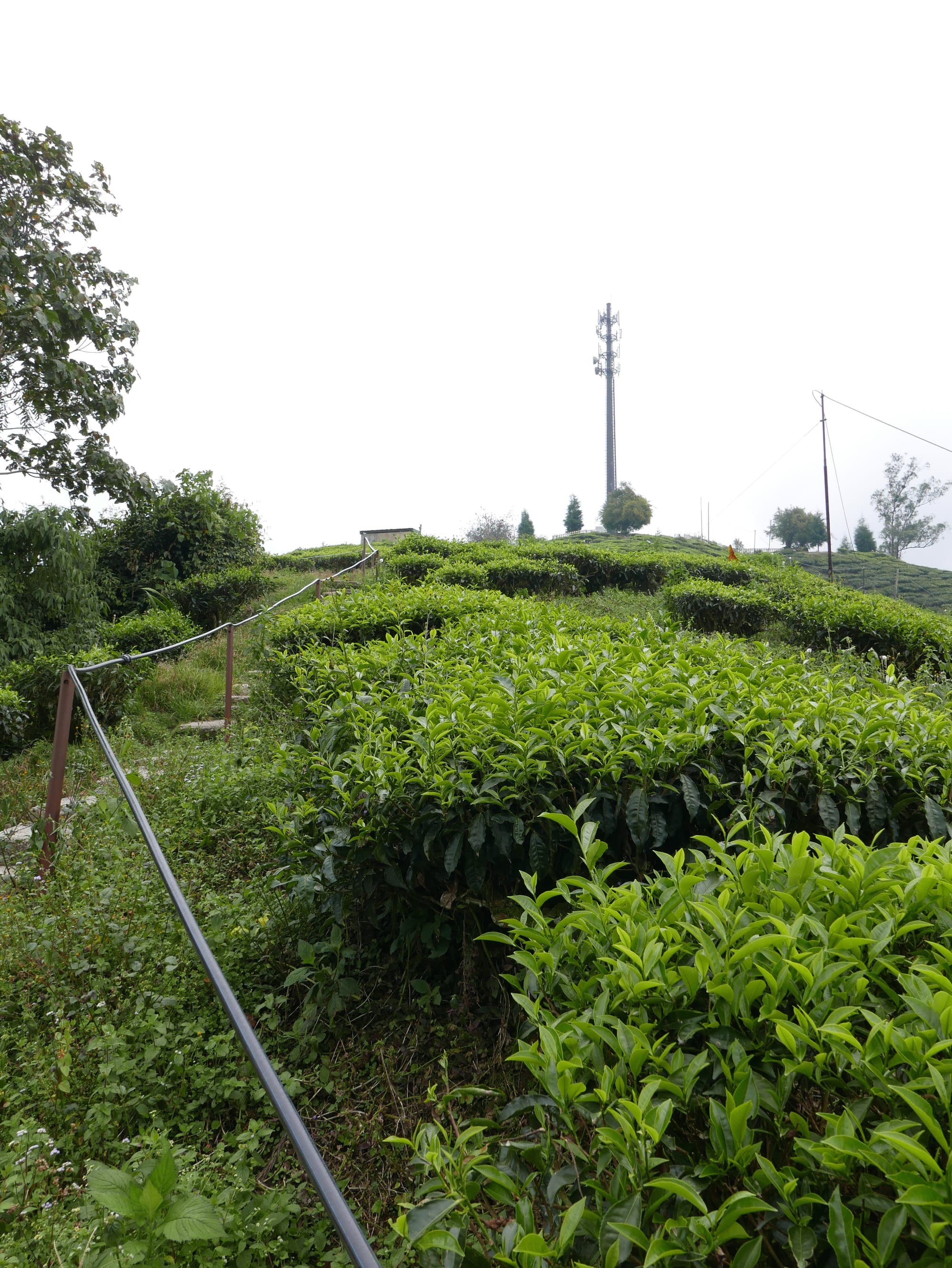 Photo by Author — BOH Tea Plantations, Cameron Highlands, Malaysia