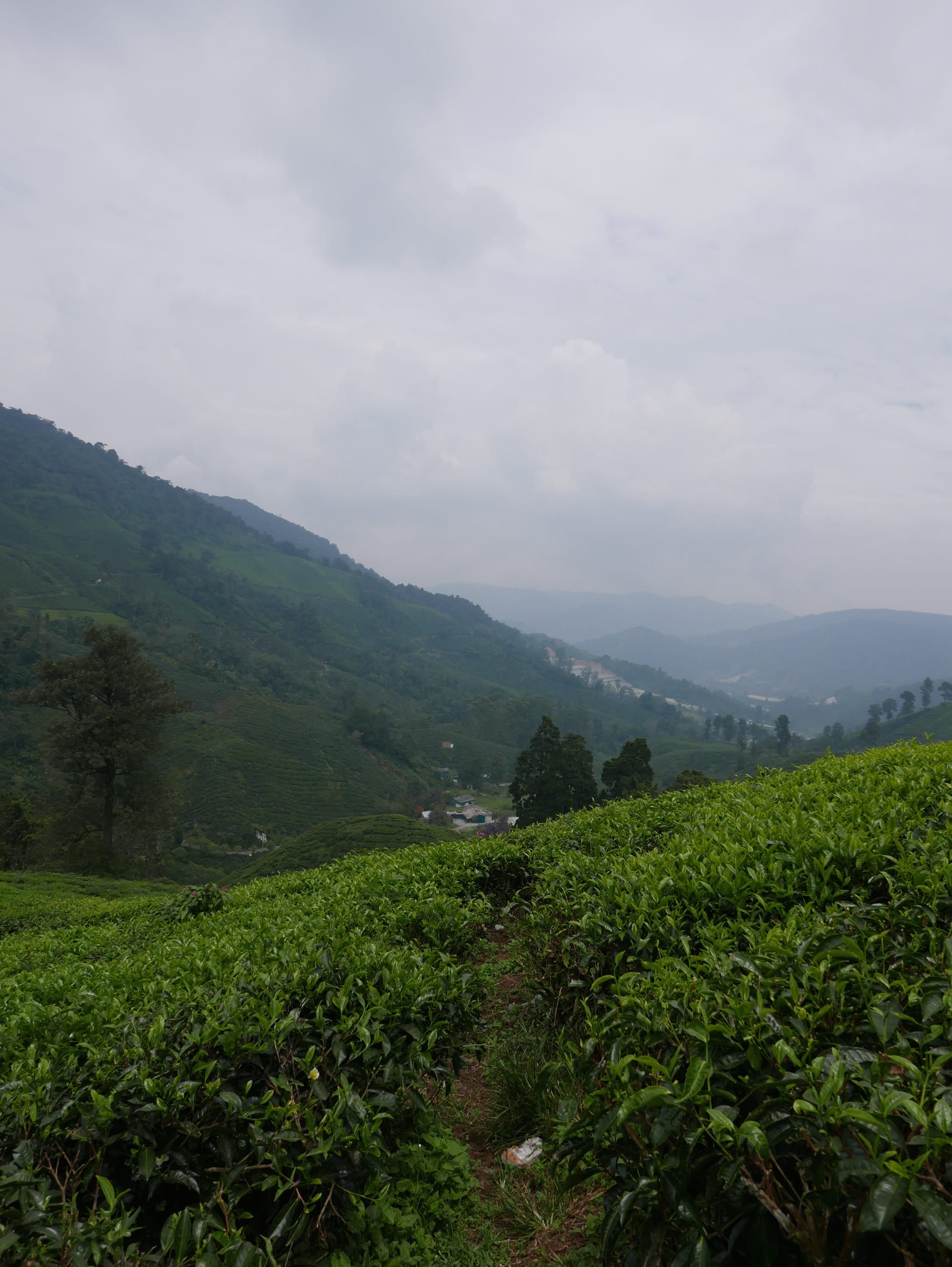 Photo by Author — BOH Tea Plantations, Cameron Highlands, Malaysia