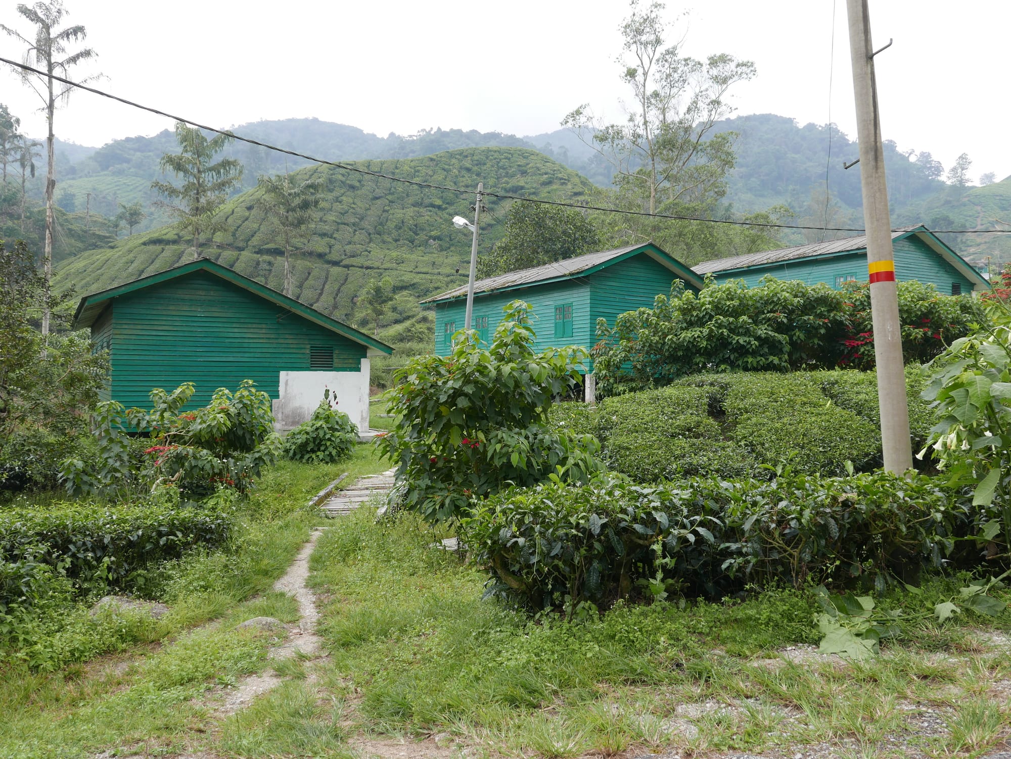 Photo by Author — BOH Tea Plantations, Cameron Highlands, Malaysia