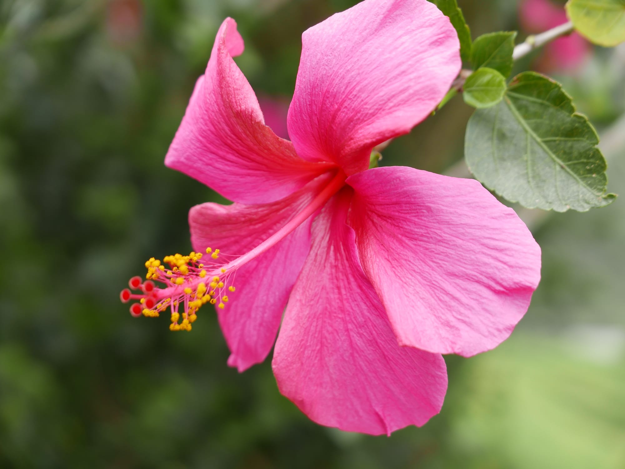 Photo by Author — a flower at the BOH Tea Plantations, Cameron Highlands, Malaysia