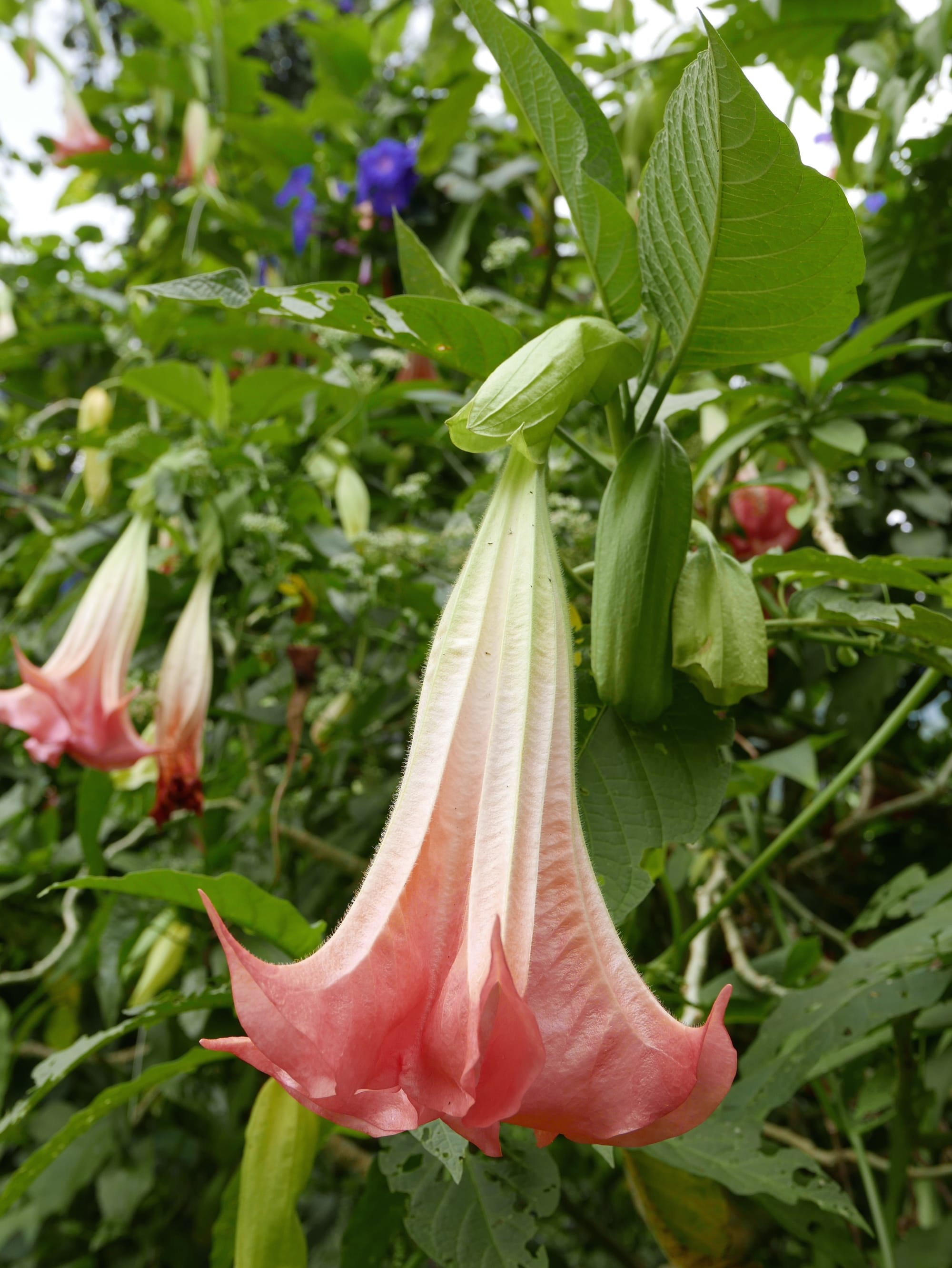 Photo by Author — a flower at the BOH Tea Plantations, Cameron Highlands, Malaysia