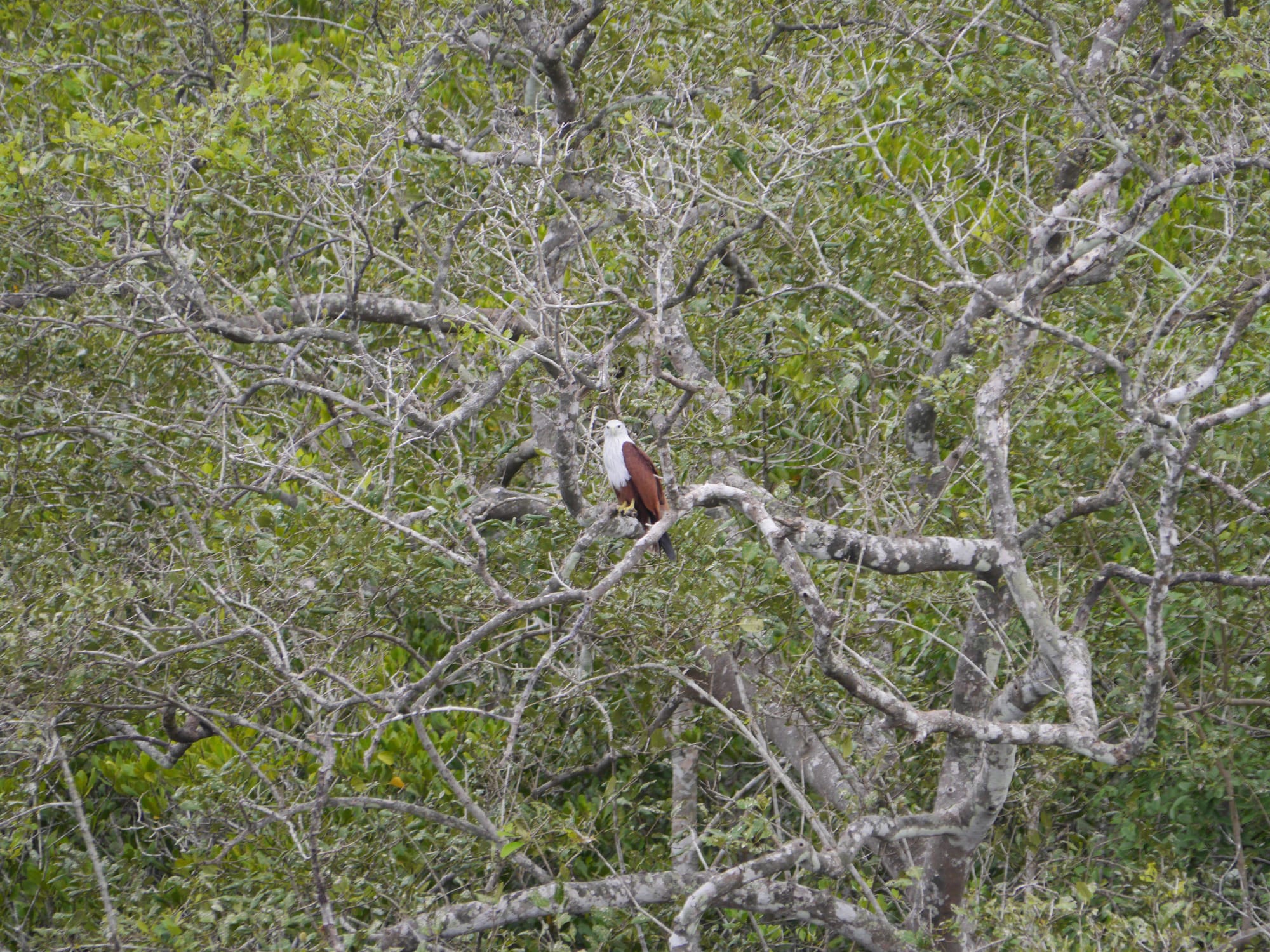 Photo by Author — Brahminy Kite (Haliastur indus) in a tree — Tg Rhu Mangrove Tour, Langkawi, Malaysia