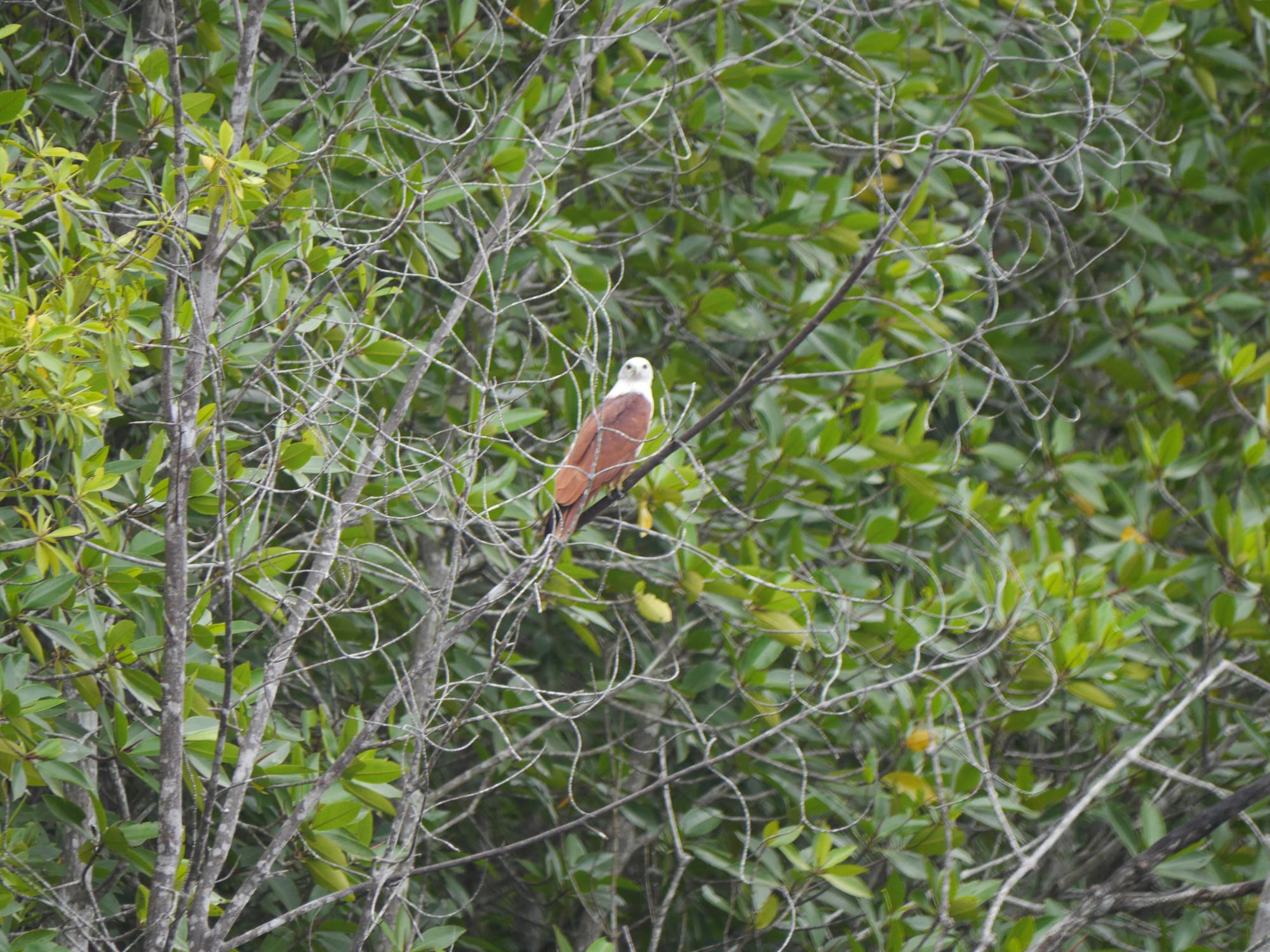 Photo by Author — Brahminy Kite sitting in a tree — Tg Rhu Mangrove Tour, Langkawi, Malaysia