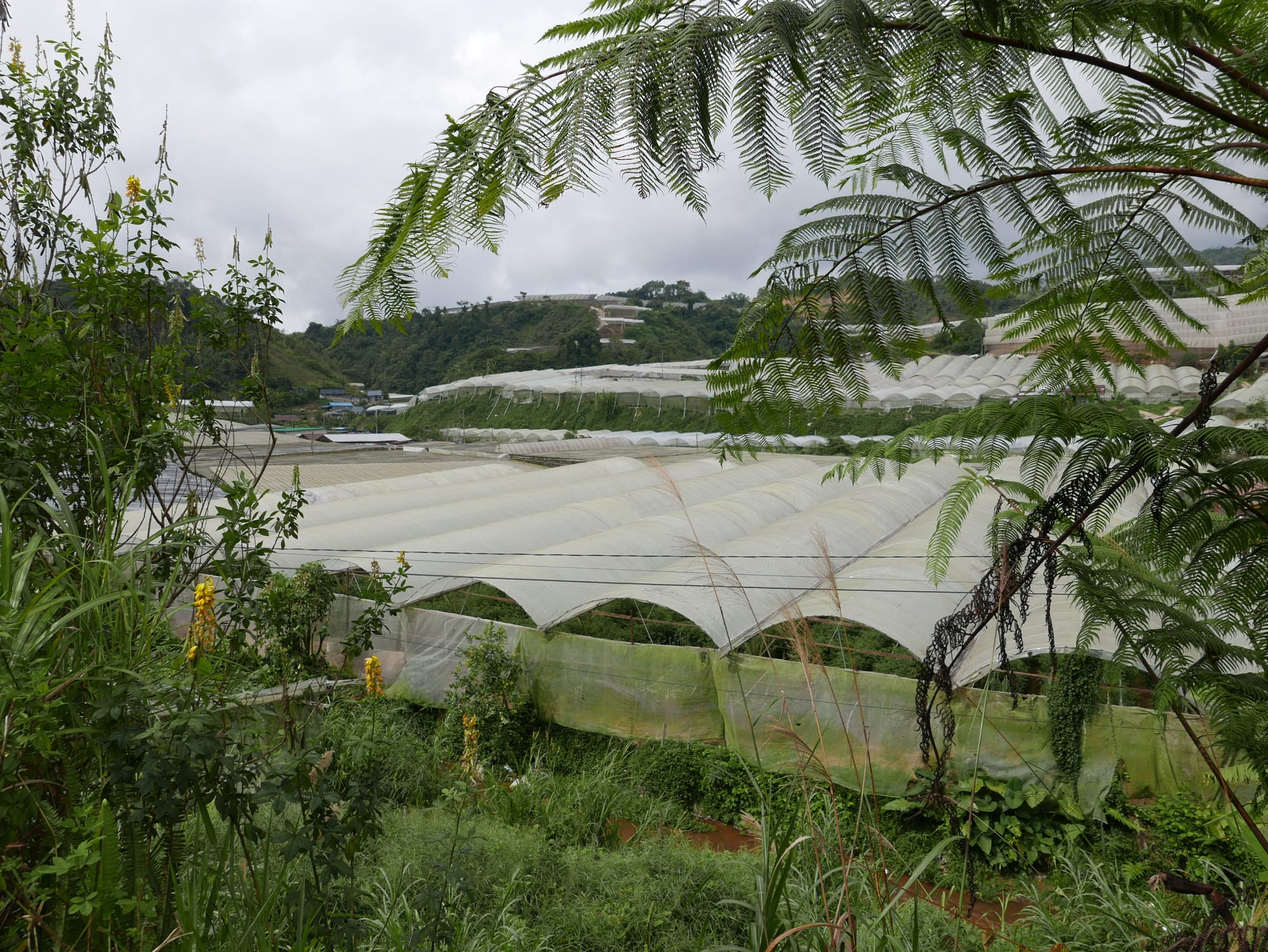 Photo by Author — the poly-tunnels of the Cameron Highlands, Malaysia