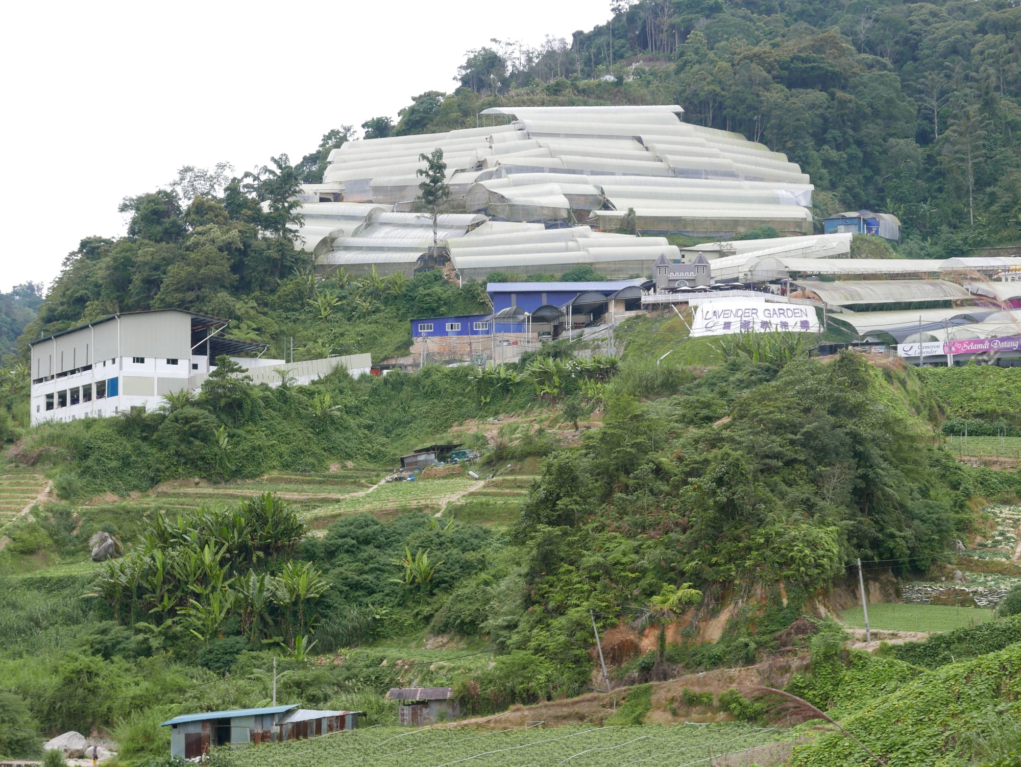 Photo by Author — the poly-tunnels of the Cameron Highlands, Malaysia