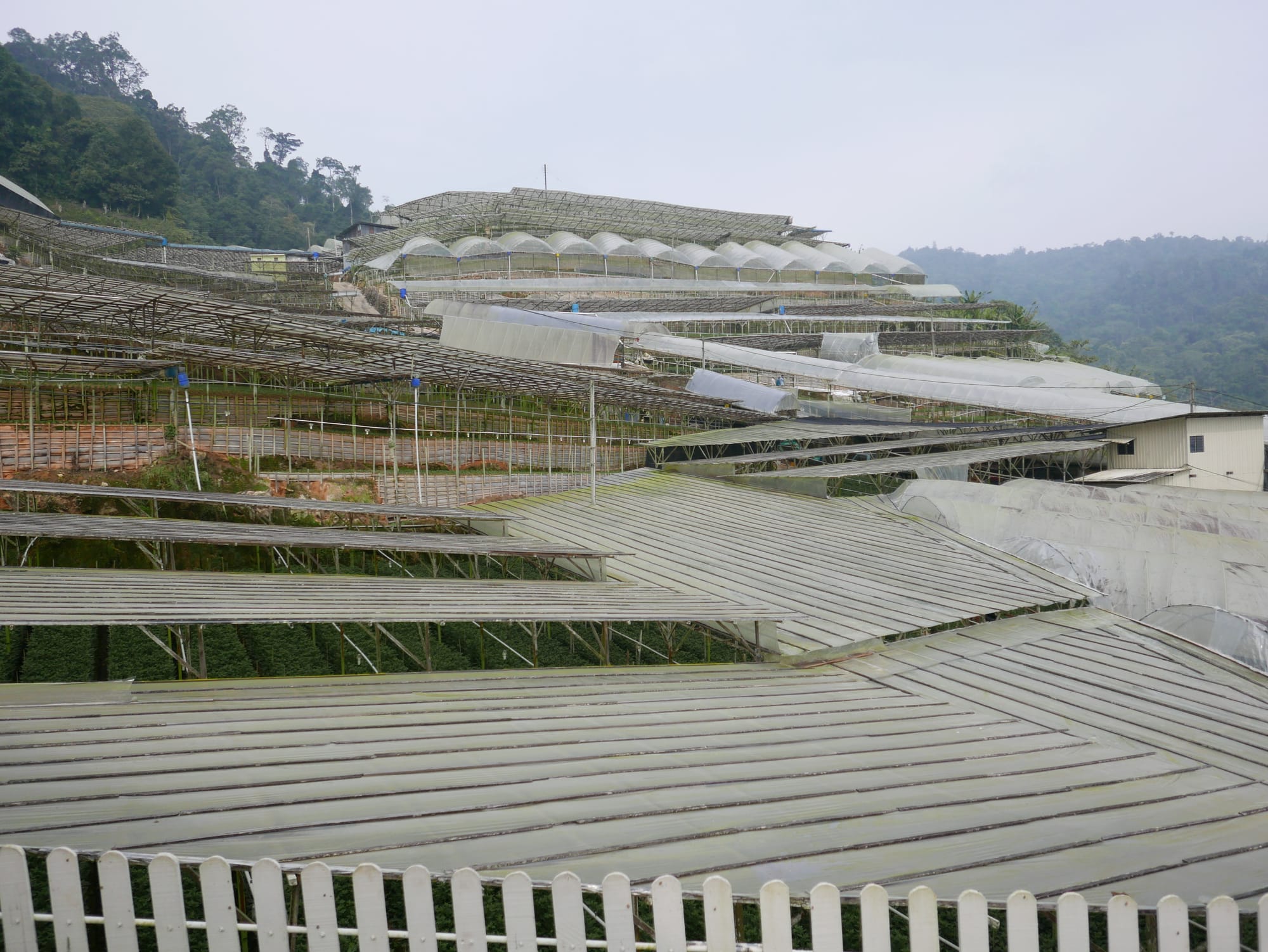 Photo by Author — the poly-tunnels of the Cameron Highlands, Malaysia