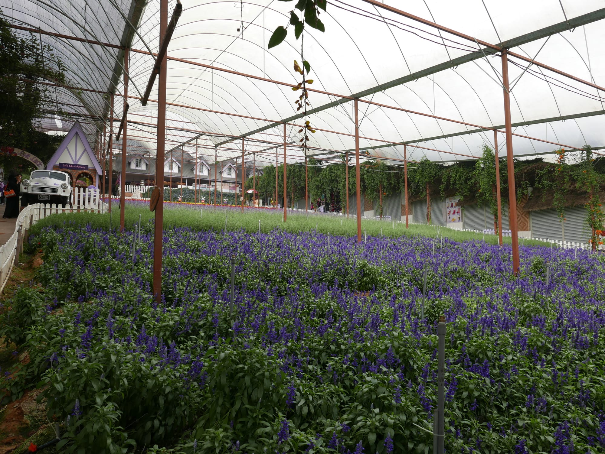 Photo by Author — Cameron Lavender Garden, The Highlands, Malaysia