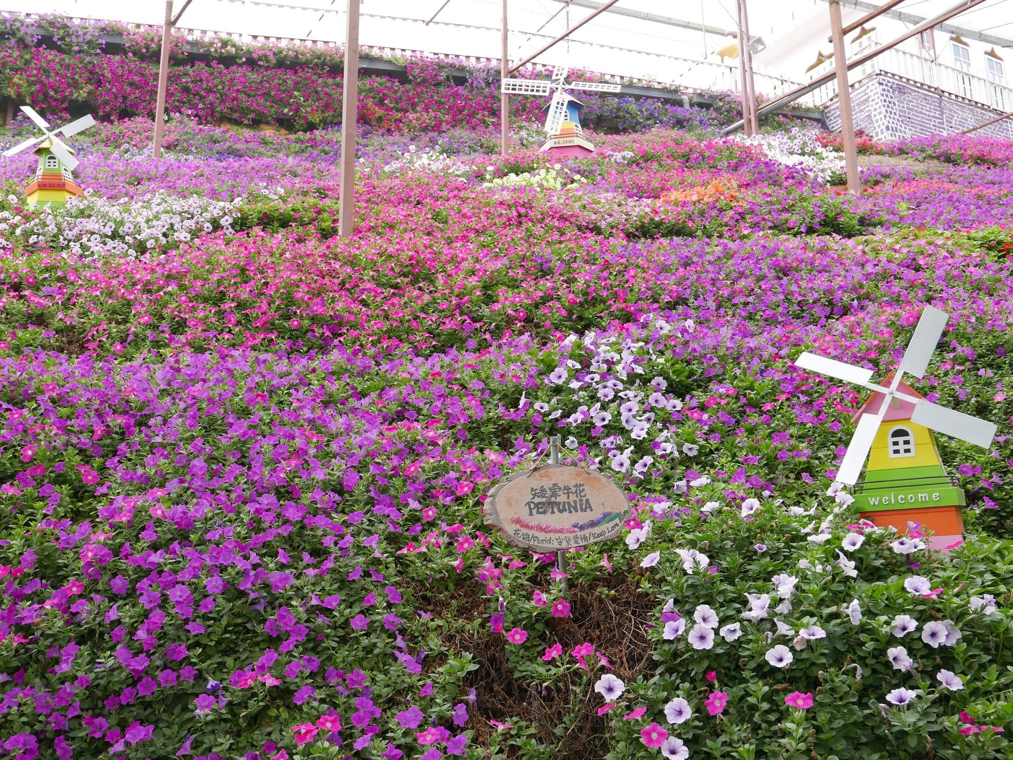 Photo by Author — Cameron Lavender Garden, The Highlands, Malaysia