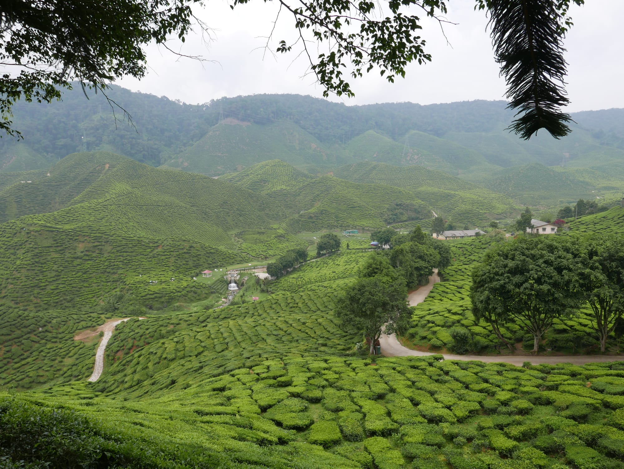 Photo by Author — Cameron Valley Tea House, and Cameron Bharat Tea Valley, Cameron Highland, Malaysia