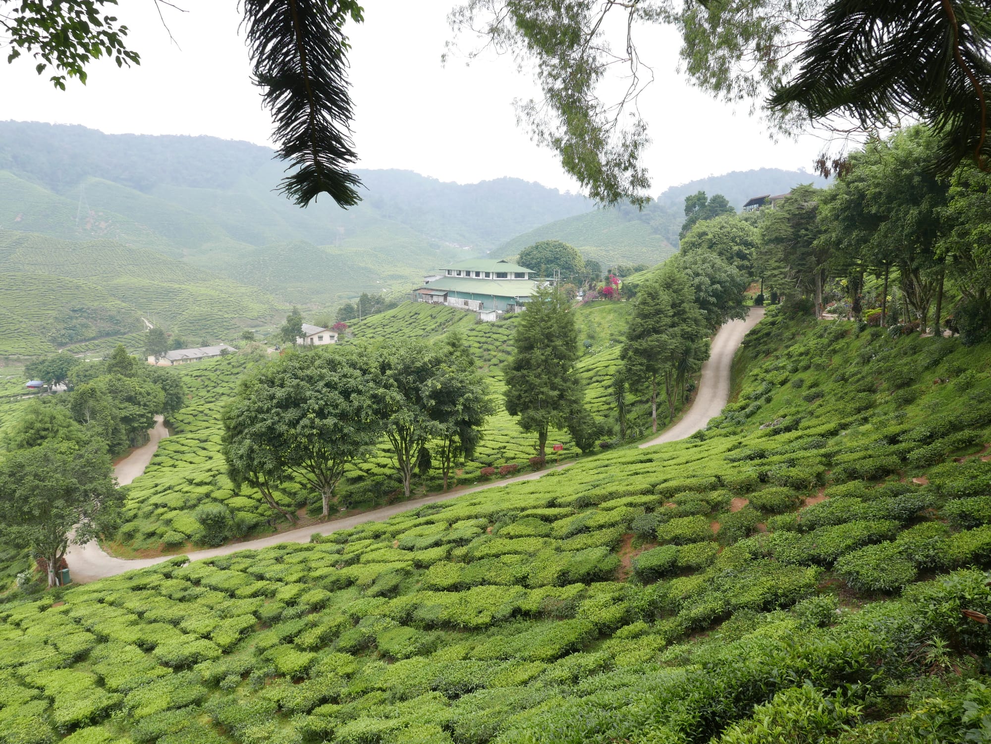 Photo by Author — Cameron Valley Tea House, and Cameron Bharat Tea Valley, Cameron Highland, Malaysia