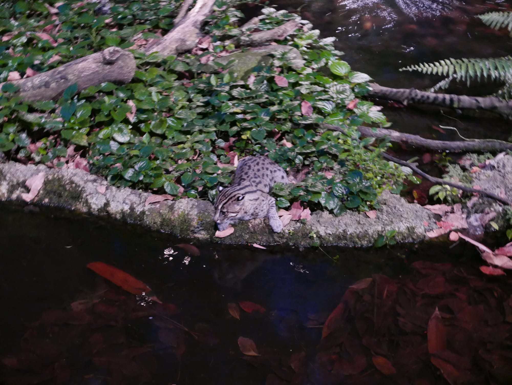 Photo by Author — a cat — Singapore Zoo Night Safari, Singapore