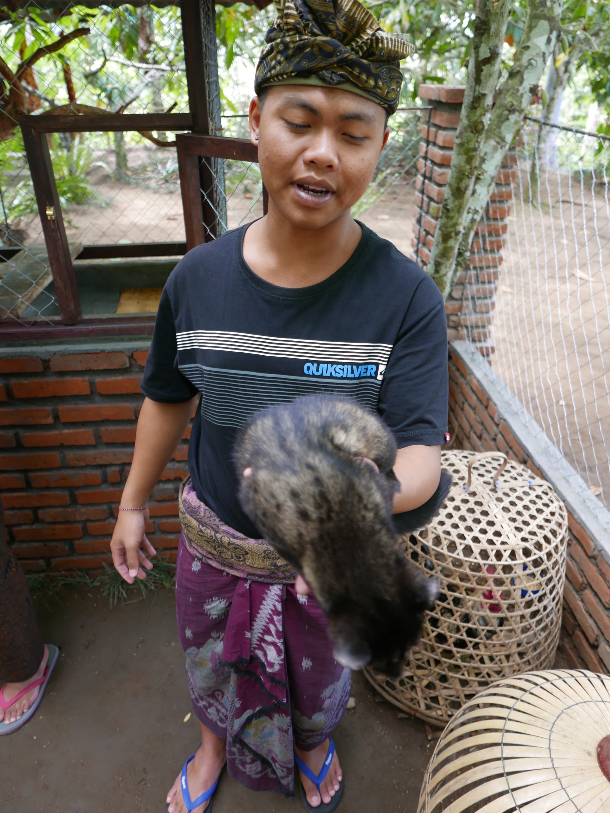 Photo by Author — a young Civet Cat — Coffee Luwak Luwus, Bali, Indonesia