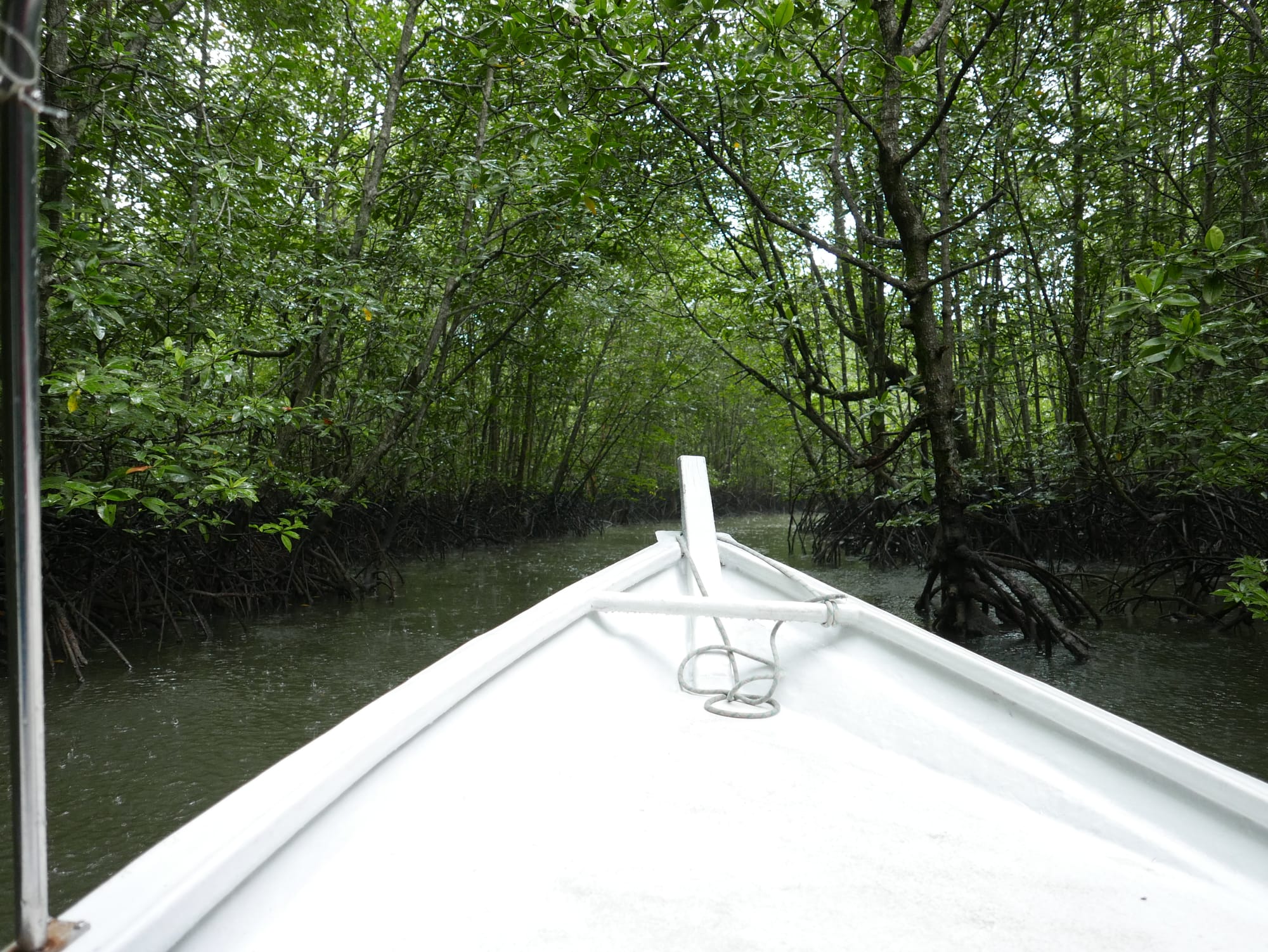 Photo by Author — Tg Rhu Mangrove Tour, Langkawi, Malaysia