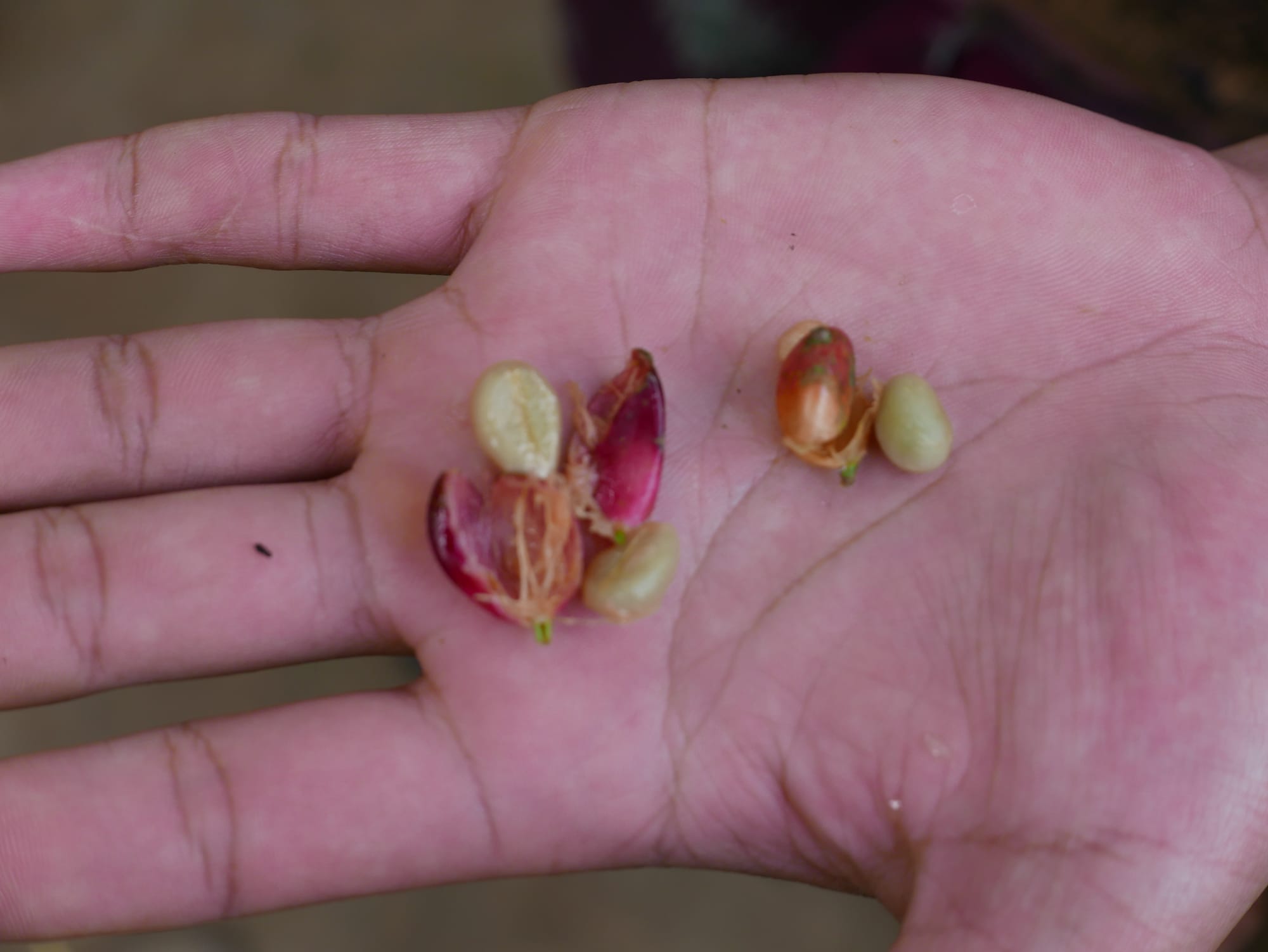Photo by Author — male and female coffee beans — Coffee Luwak Luwus, Bali, Indonesia