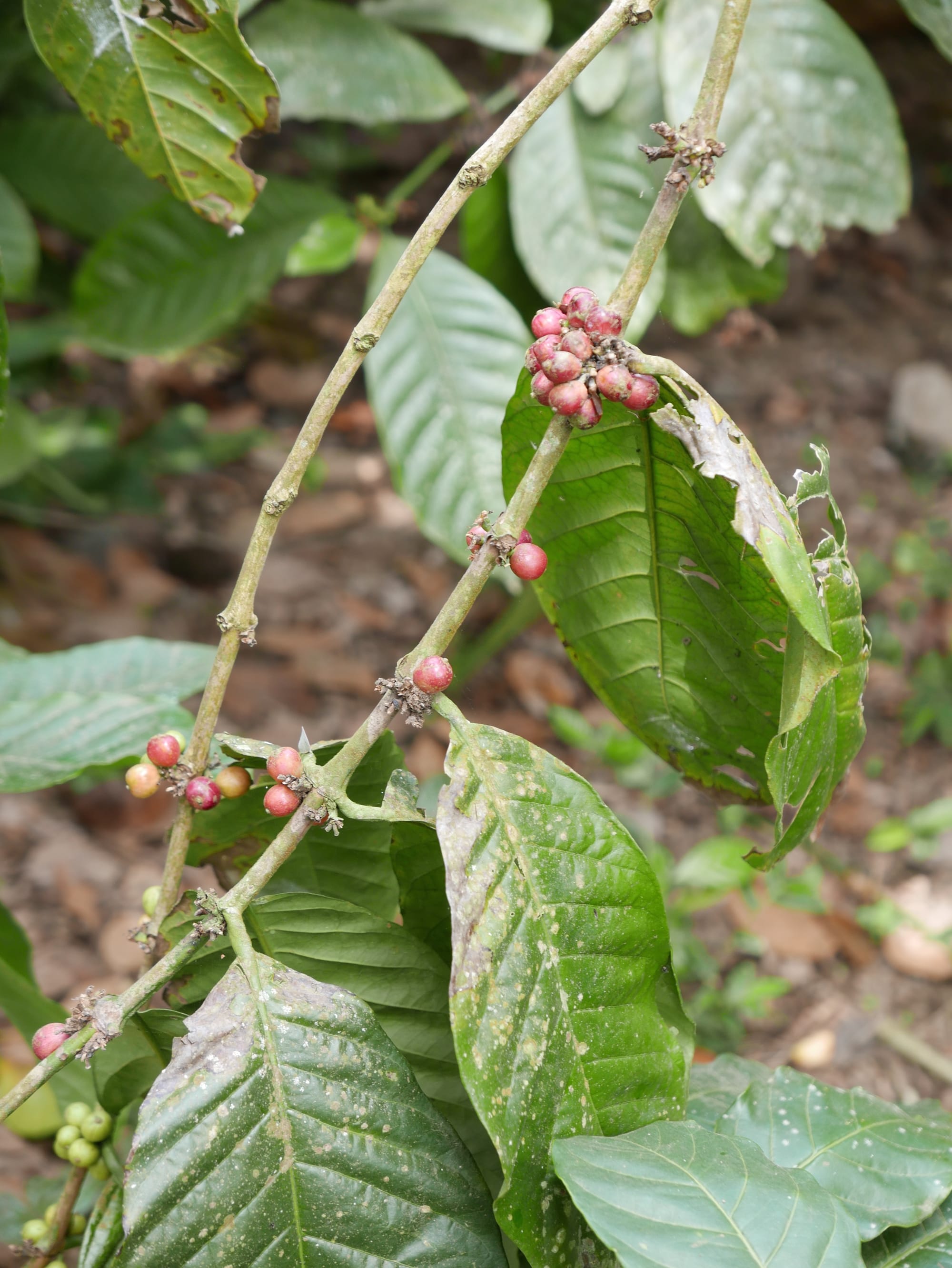 Photo by Author — coffee plant — Coffee Luwak Luwus, Bali, Indonesia