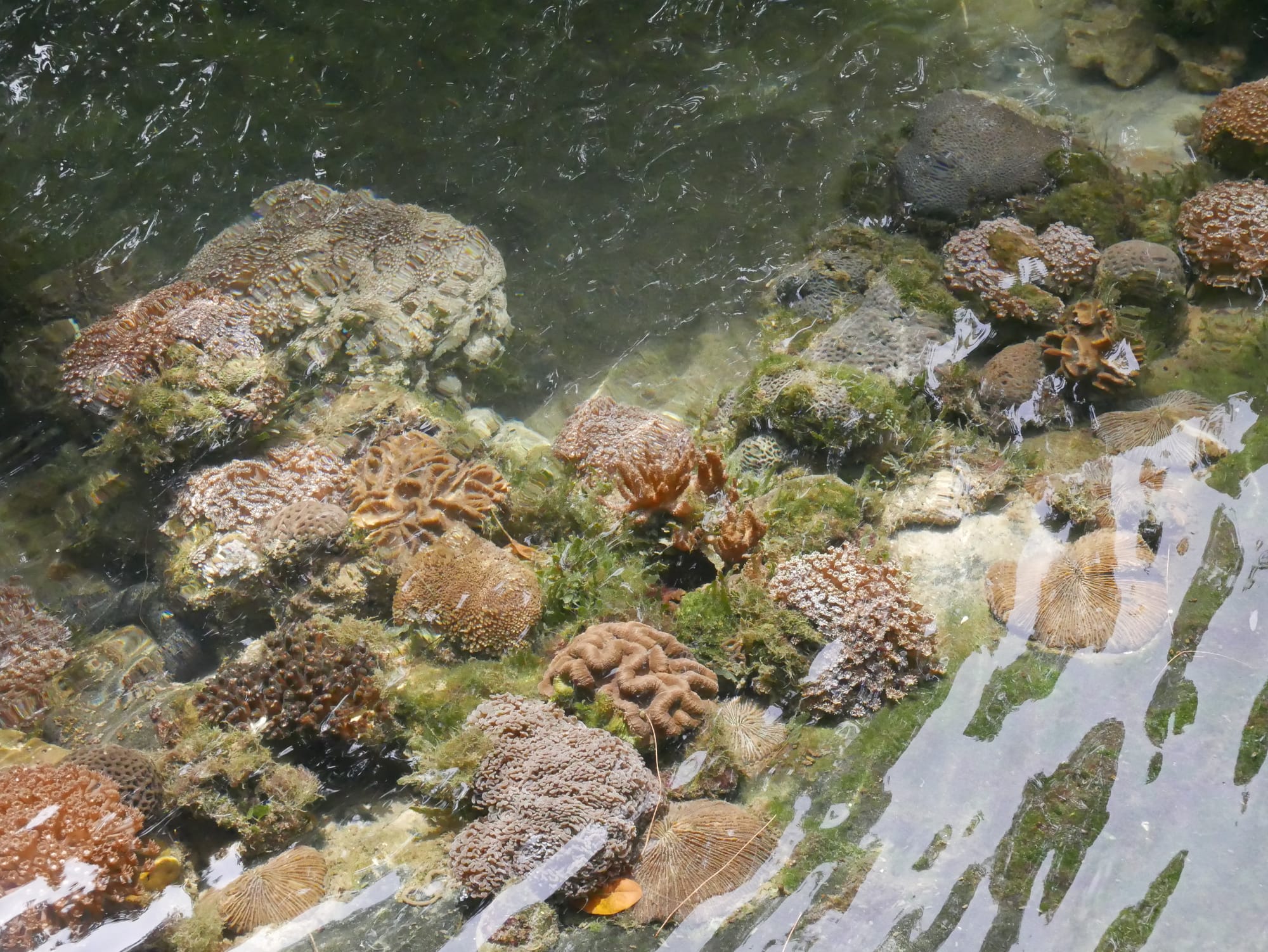 Photo by Author — Coral Reef Project, Andaman Hotel, Langkawi, Malaysia