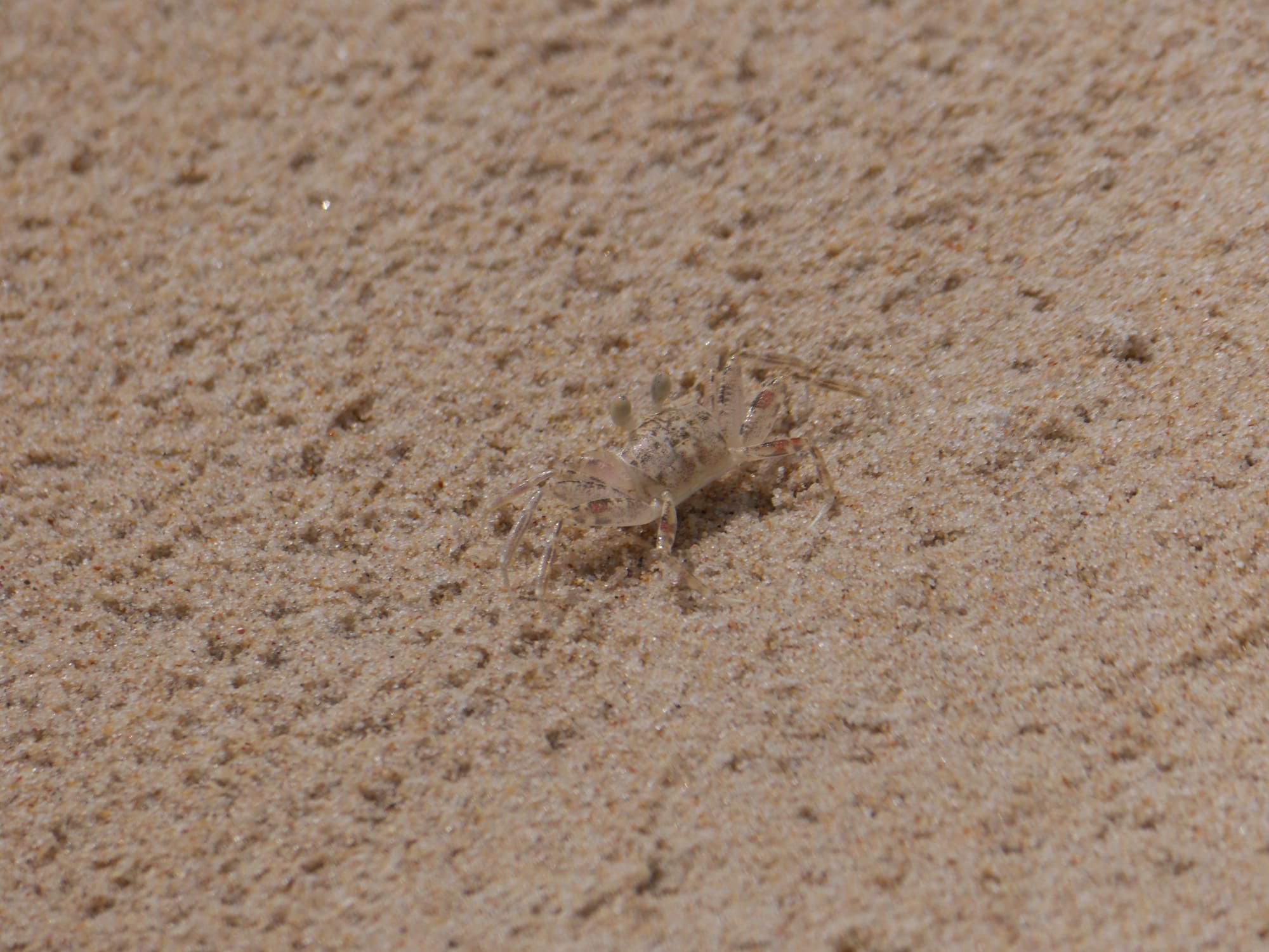 Photo by Author — a translucent crab on the beach at the Andaman Hotel, Langkawi, Malaysia