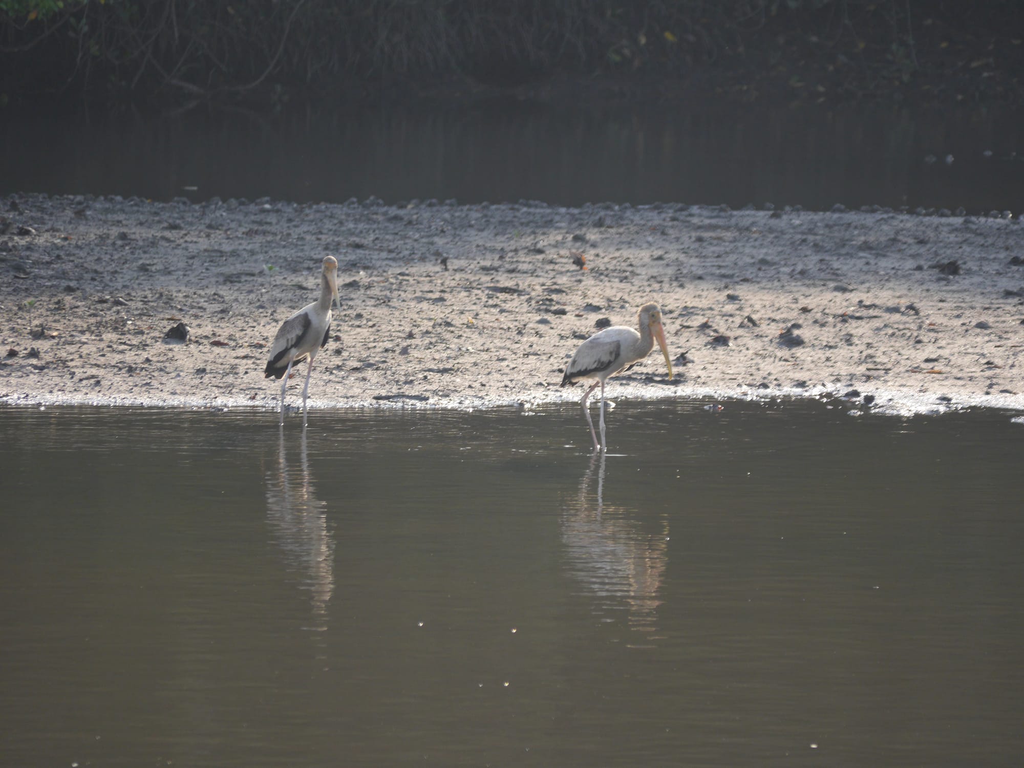 Photo by Author — Sungei Buloh Wetland Reserve, Singapore