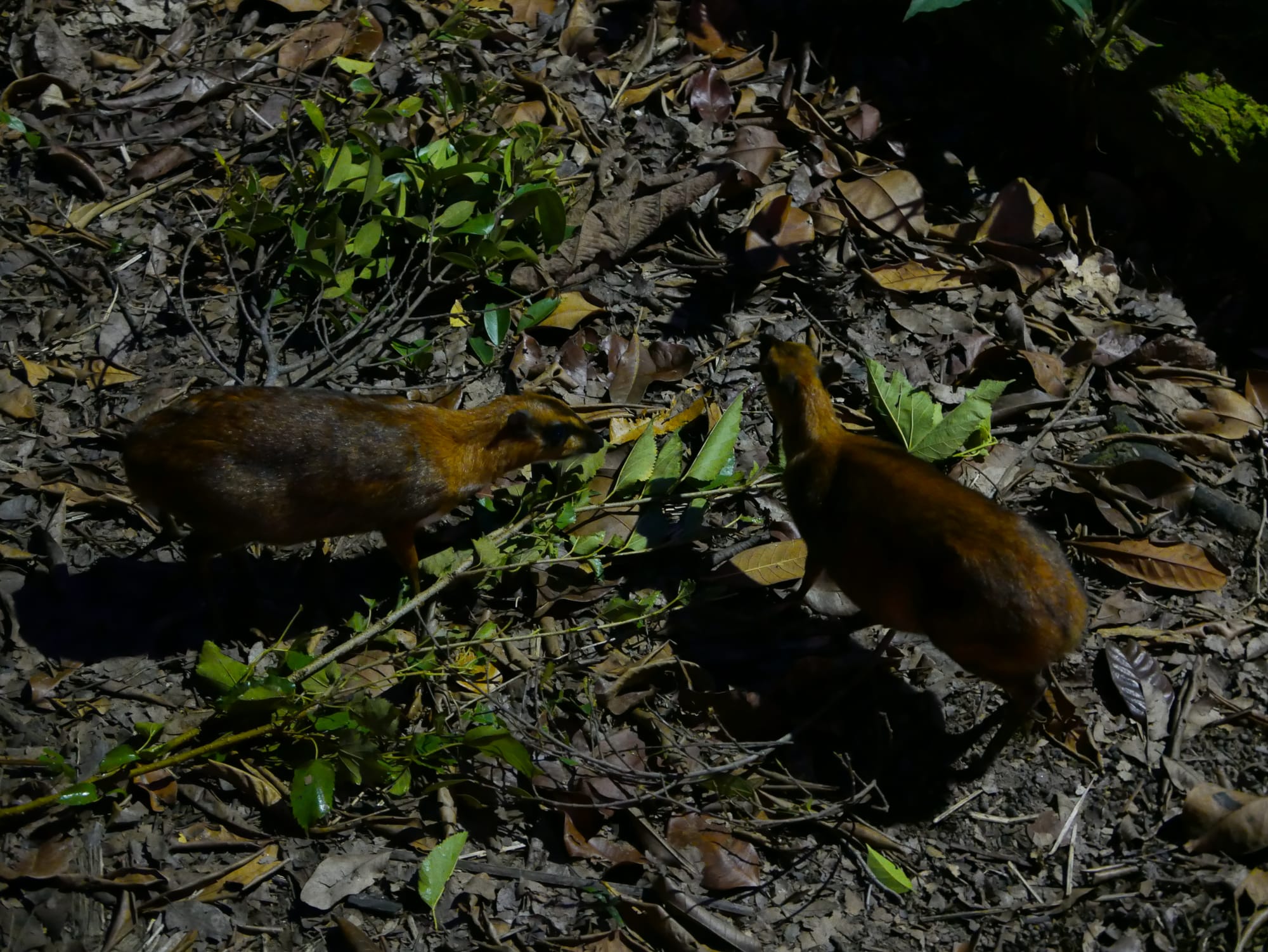 Photo by Author — forest deer — Singapore Zoo Night Safari, Singapore