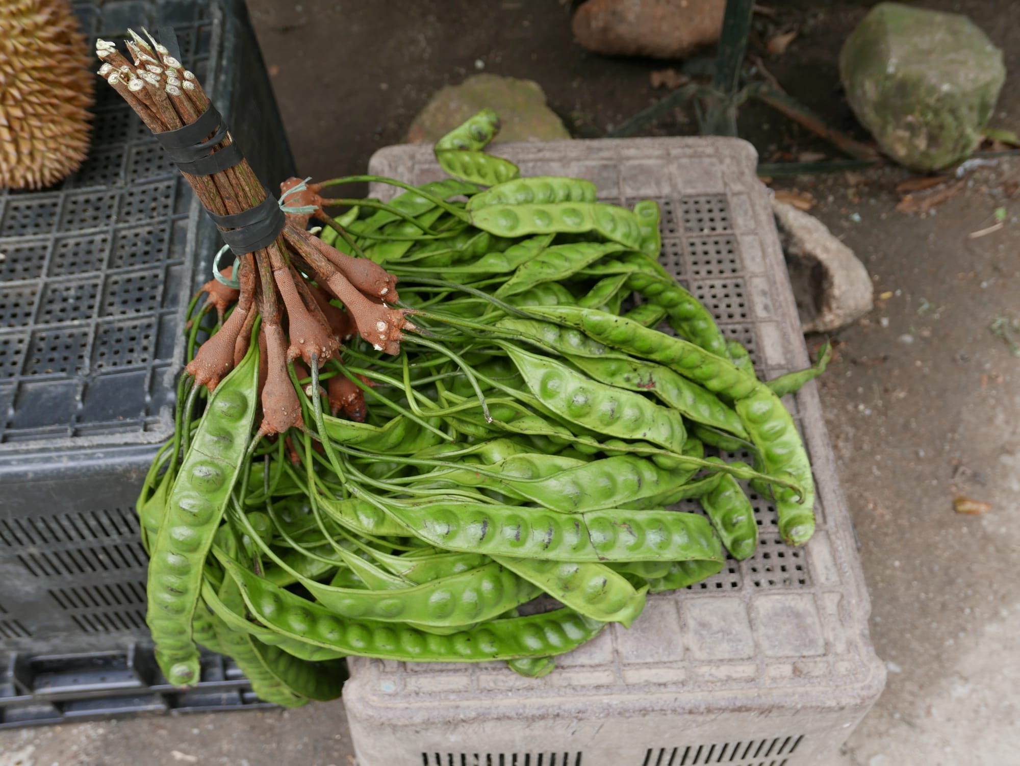 Photo by Author — Petai (Parkia speciosa) on sale — driving up to the Cameron Highlands in Malaysia