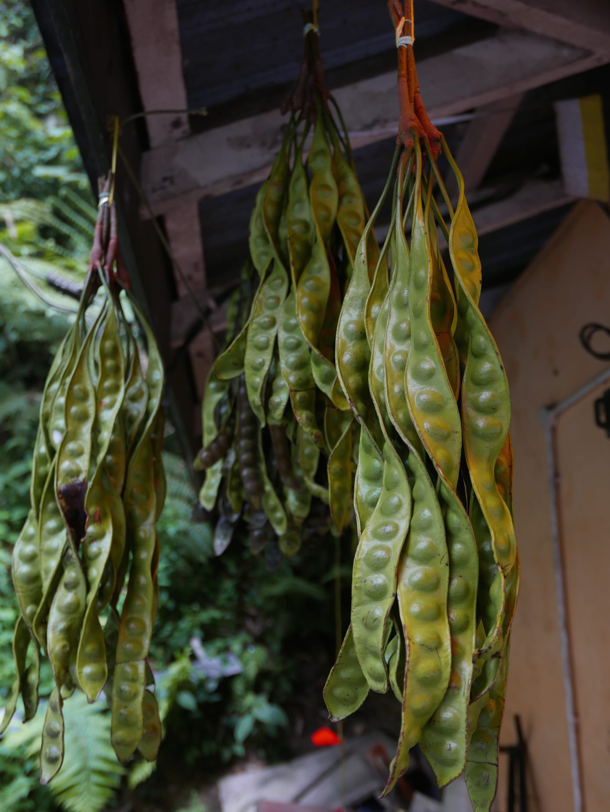 Photo by Author — Petai (Parkia speciosa) on sale — driving up to the Cameron Highlands in Malaysia