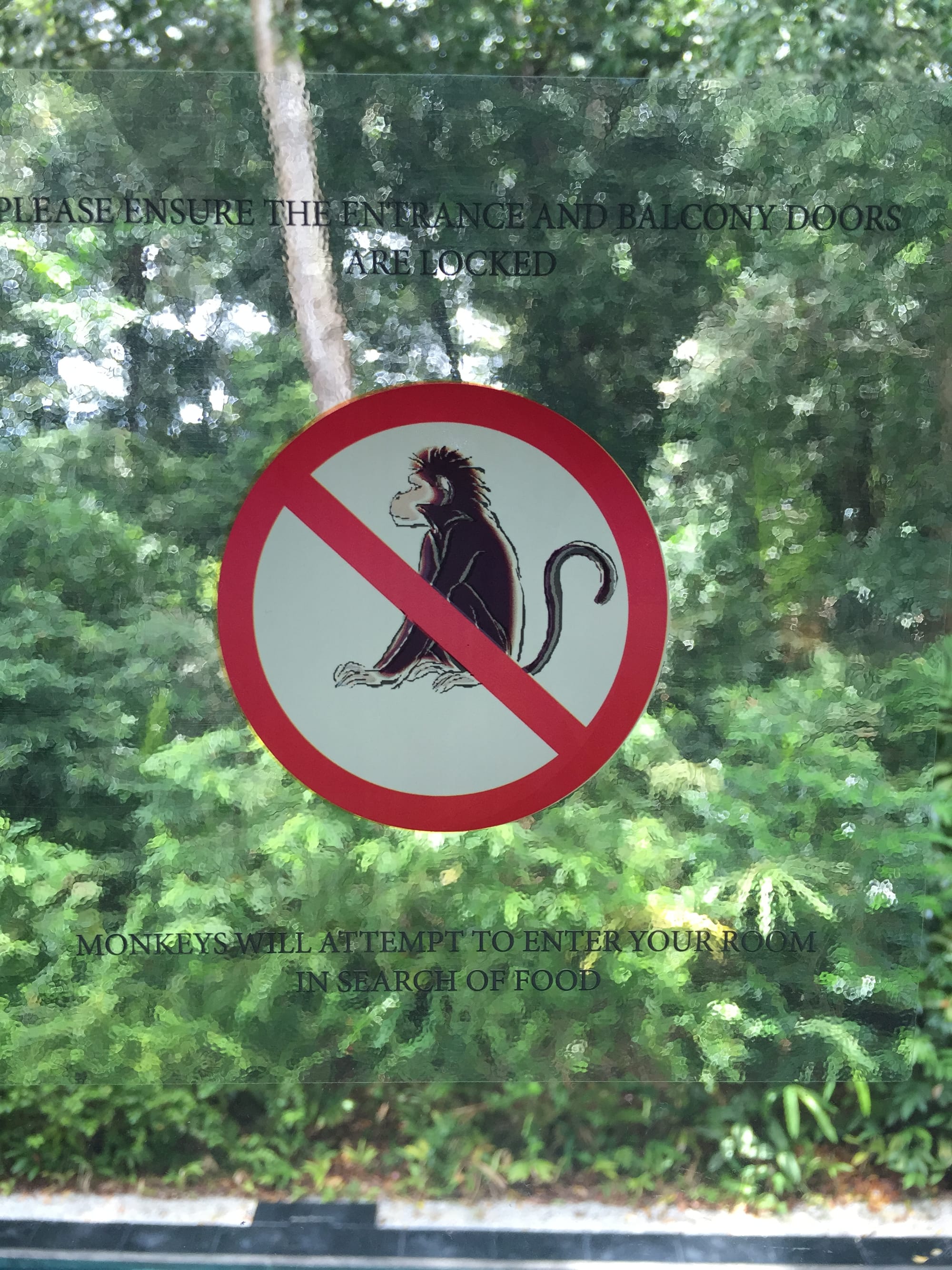 Photo by Author — don’t leave your room windows open at The Andaman Hotel, Langkawi, Malaysia, or you might get some unwelcome guests searching for food