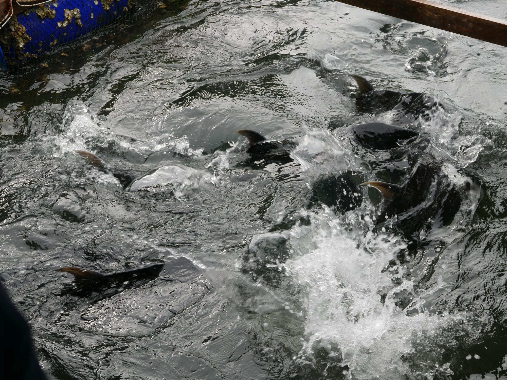 Photo by Author — feeding time at the fish farm — Tg Rhu Mangrove Tour, Langkawi, Malaysia
