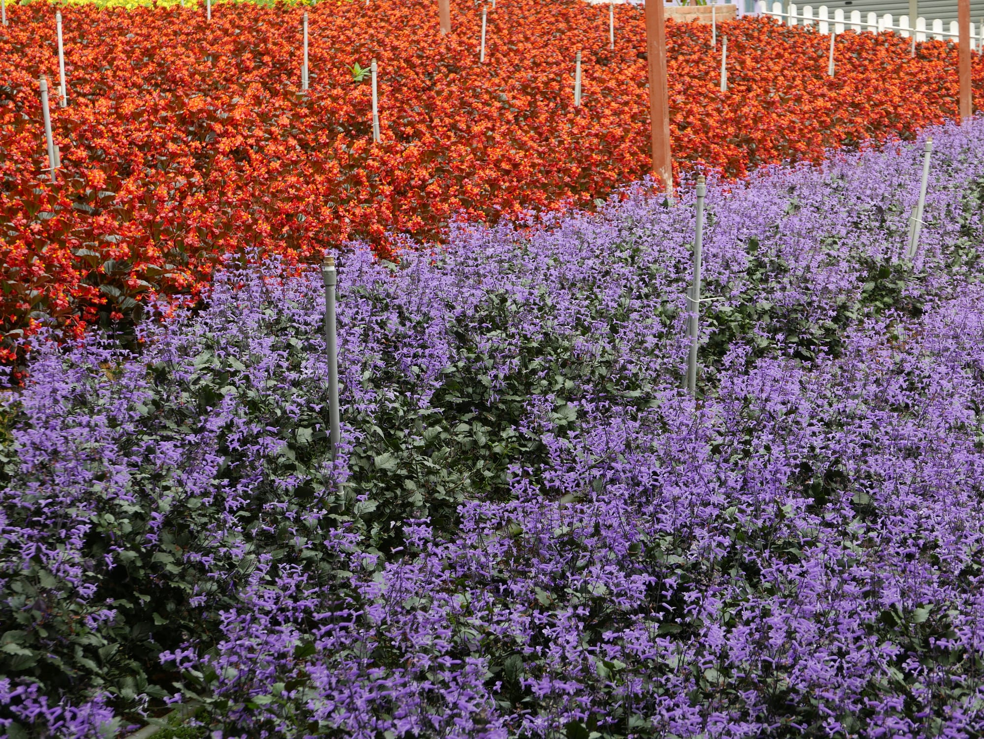 Photo by Author — Cameron Lavender Garden, The Highlands, Malaysia