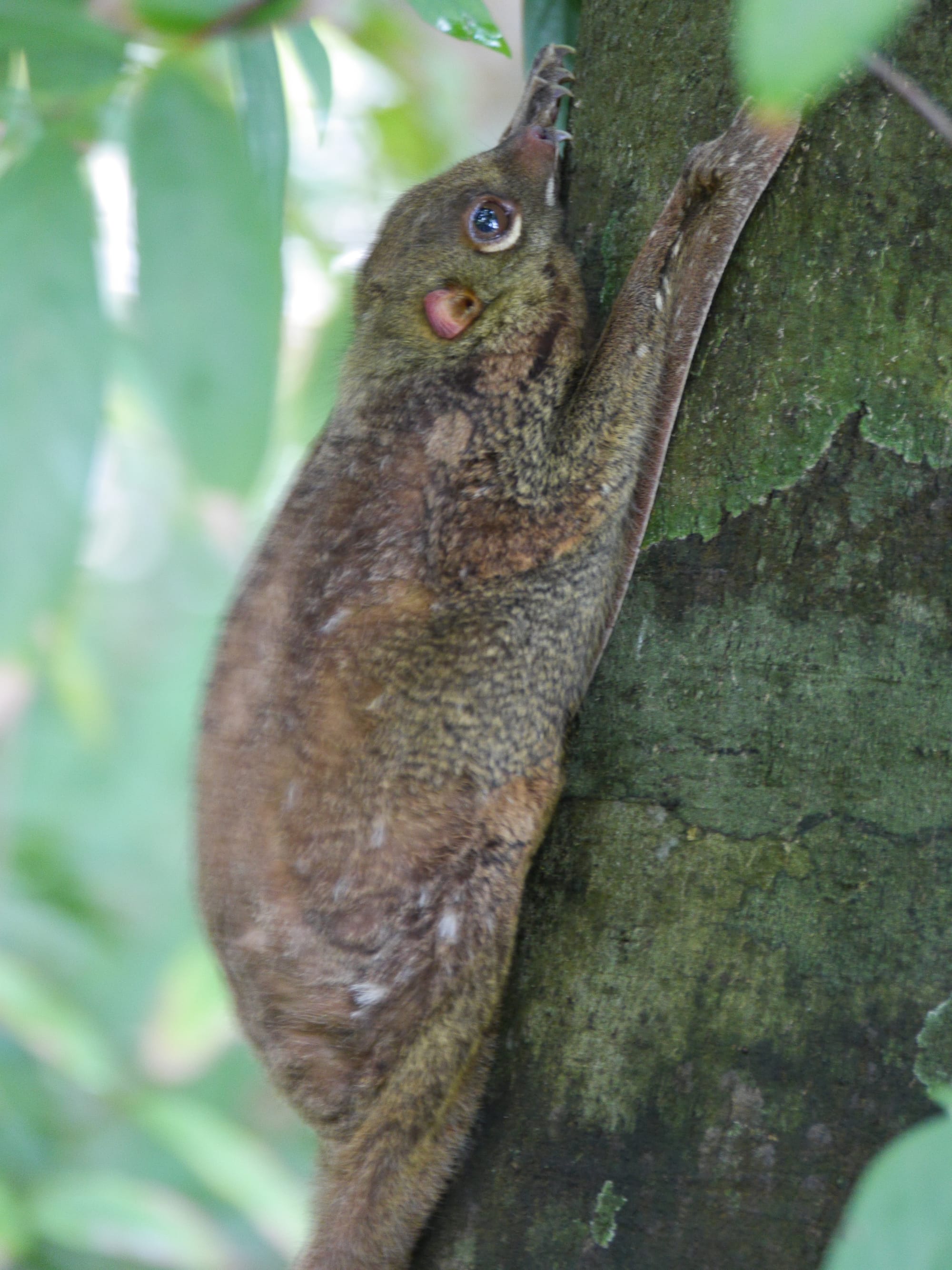 Photo by Author — Flying Lemur (Cynocephalus variegatus) — The Andaman Hotel, Langkawi, Malaysia