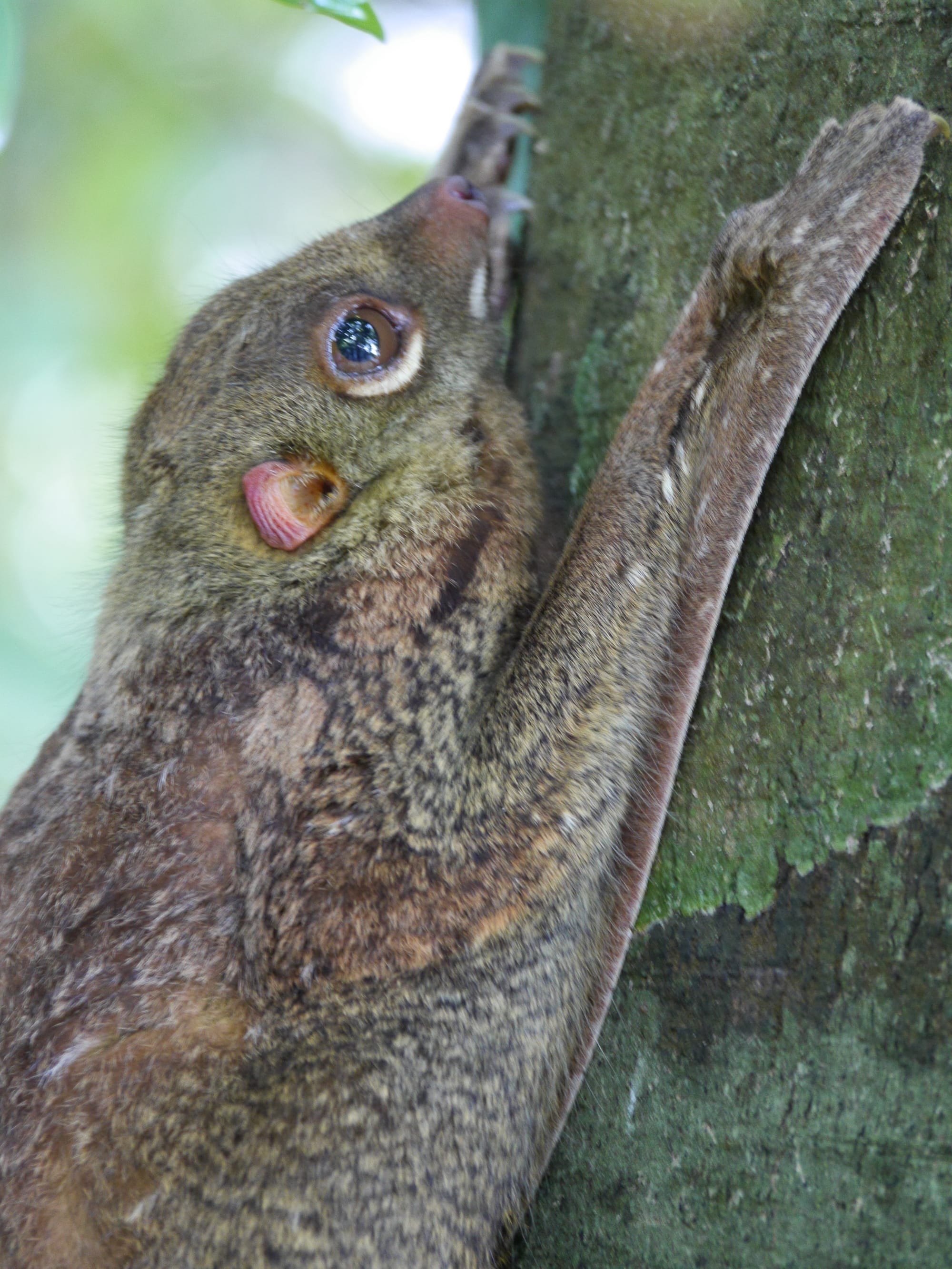 Photo by Author — Flying Lemur (Cynocephalus variegatus) — The Andaman Hotel, Langkawi, Malaysia