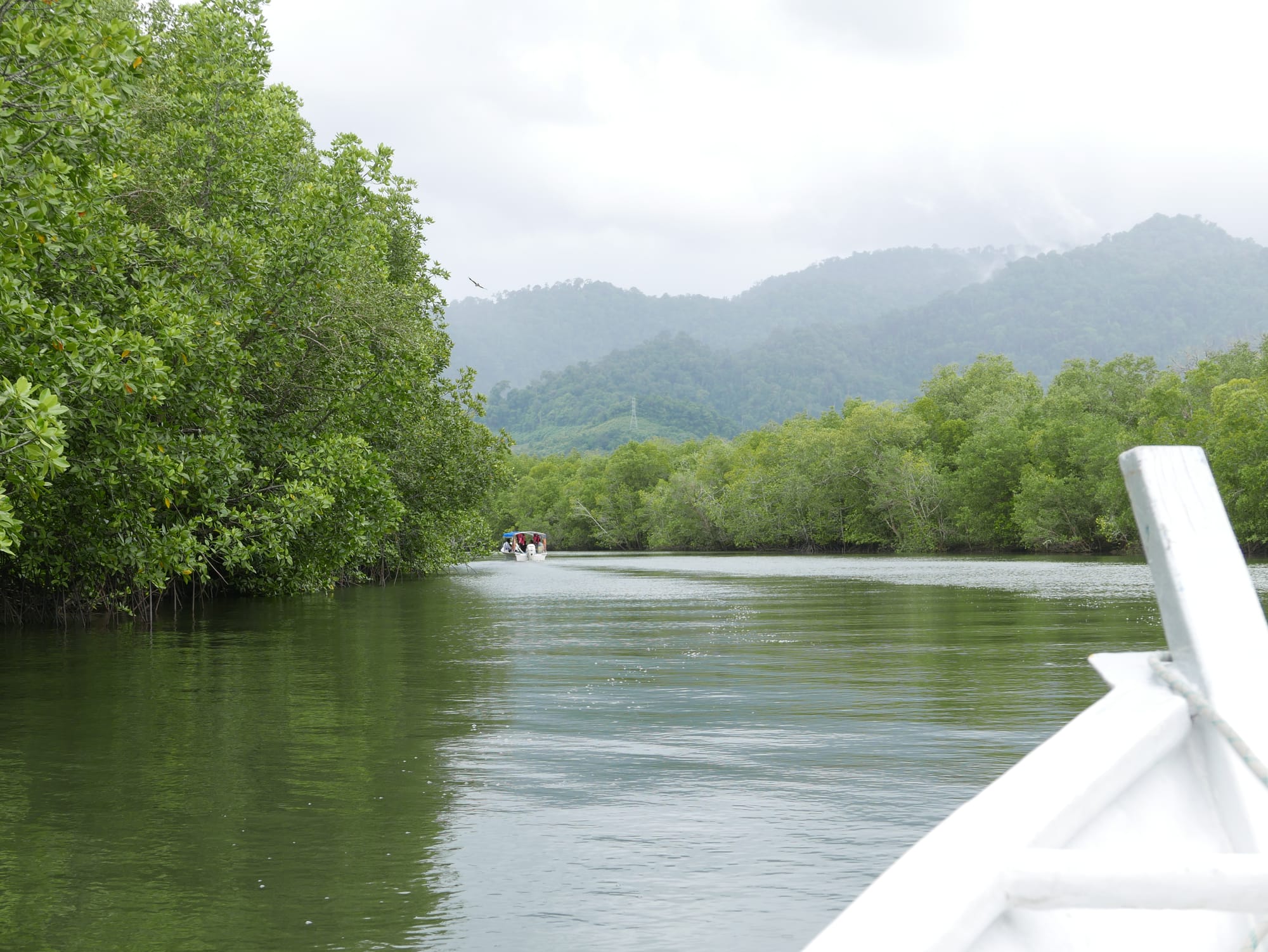 Photo by Author — Tg Rhu Mangrove Tour, Langkawi, Malaysia