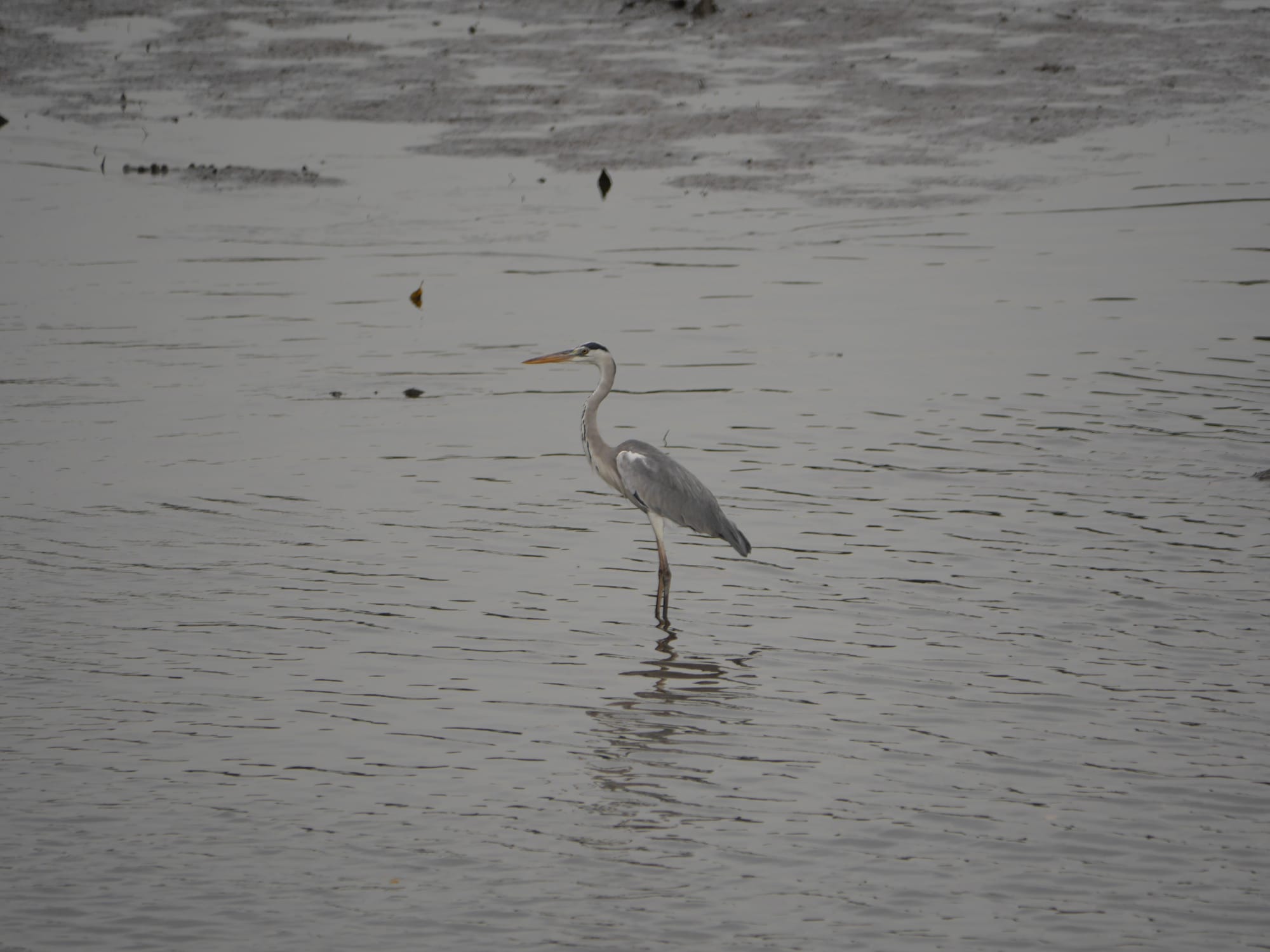 Photo by Author — heron — Sungei Buloh Wetland Reserve, Singapore