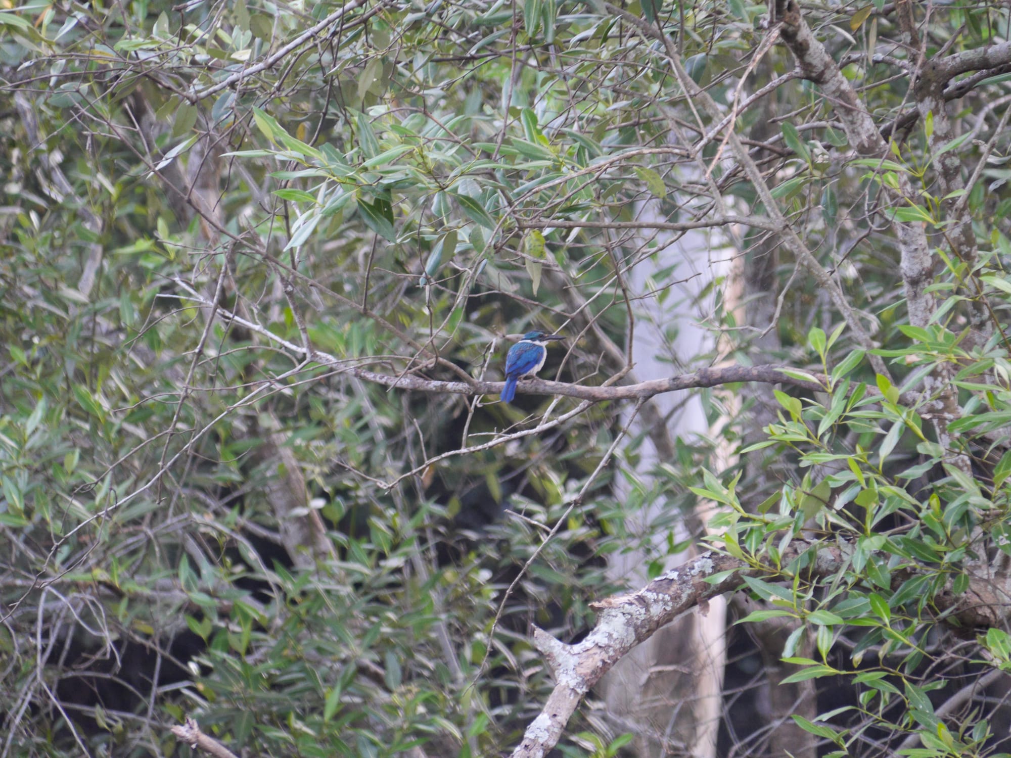 Photo by Author — Sungei Buloh Wetland Reserve, Singapore