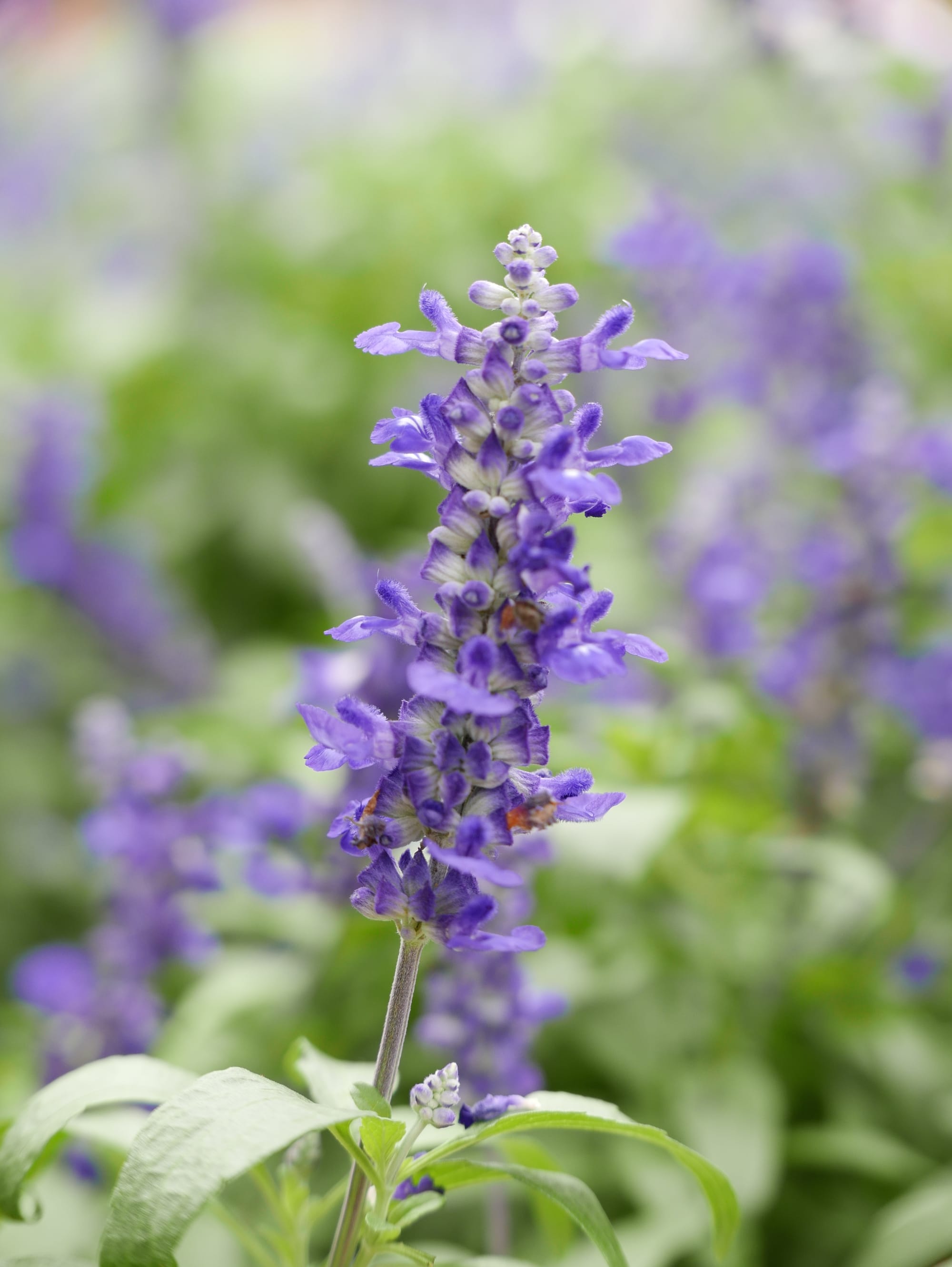 Photo by Author — Cameron Lavender Garden, The Highlands, Malaysia