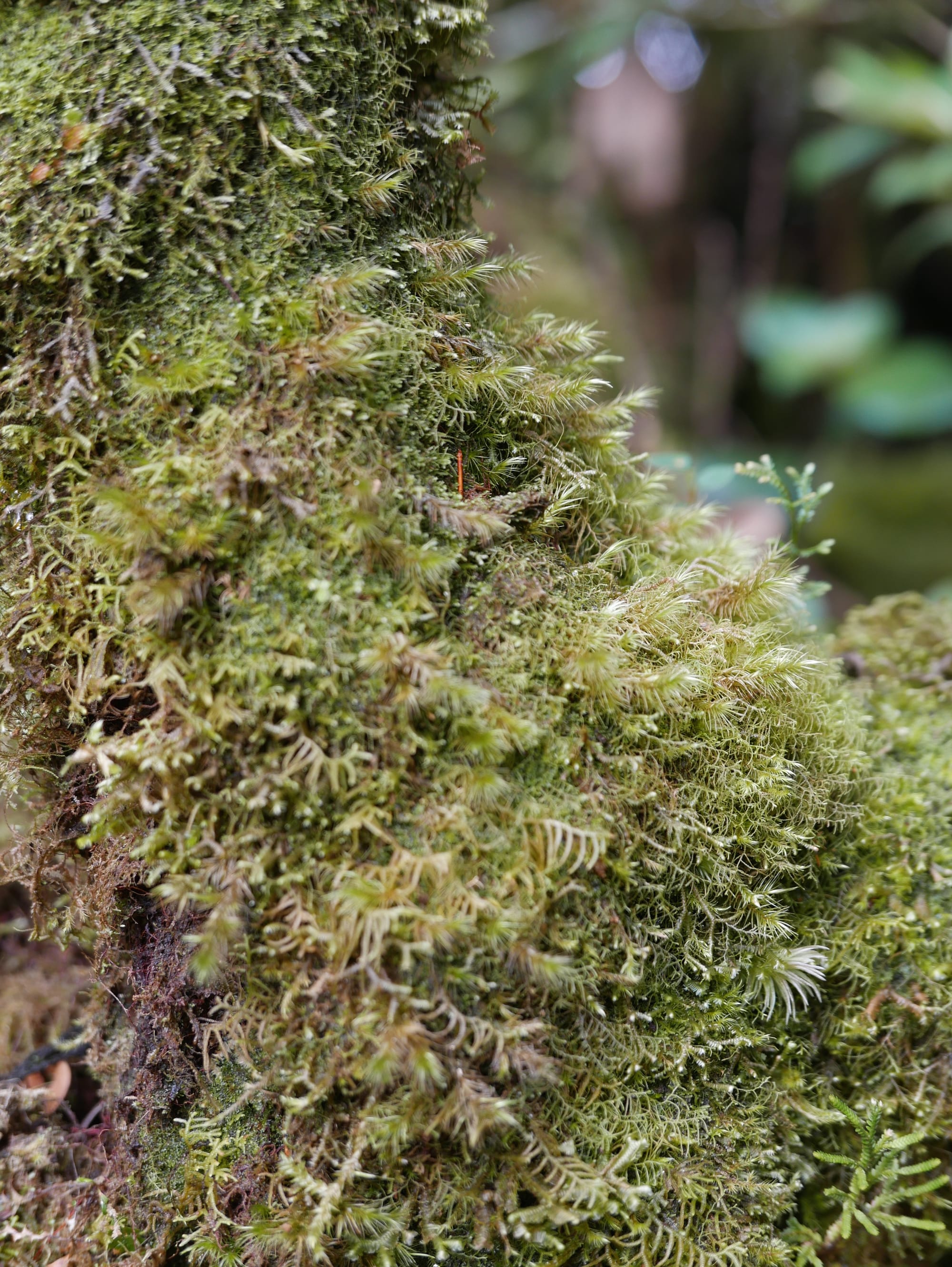 Photo by Author — Mossy Forest, Cameron Highlands, Malaysia
