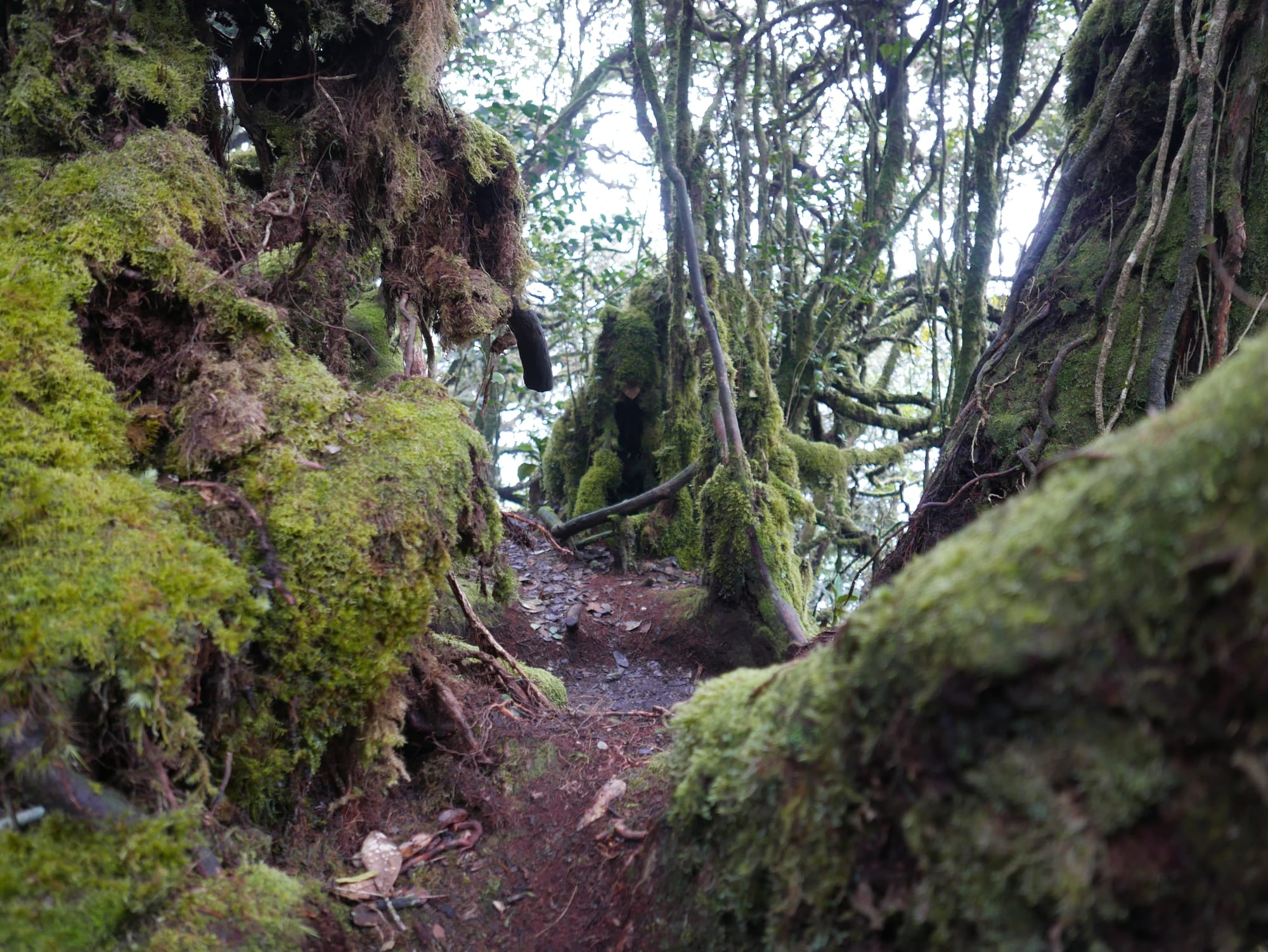 Photo by Author — Mossy Forest, Cameron Highlands, Malaysia