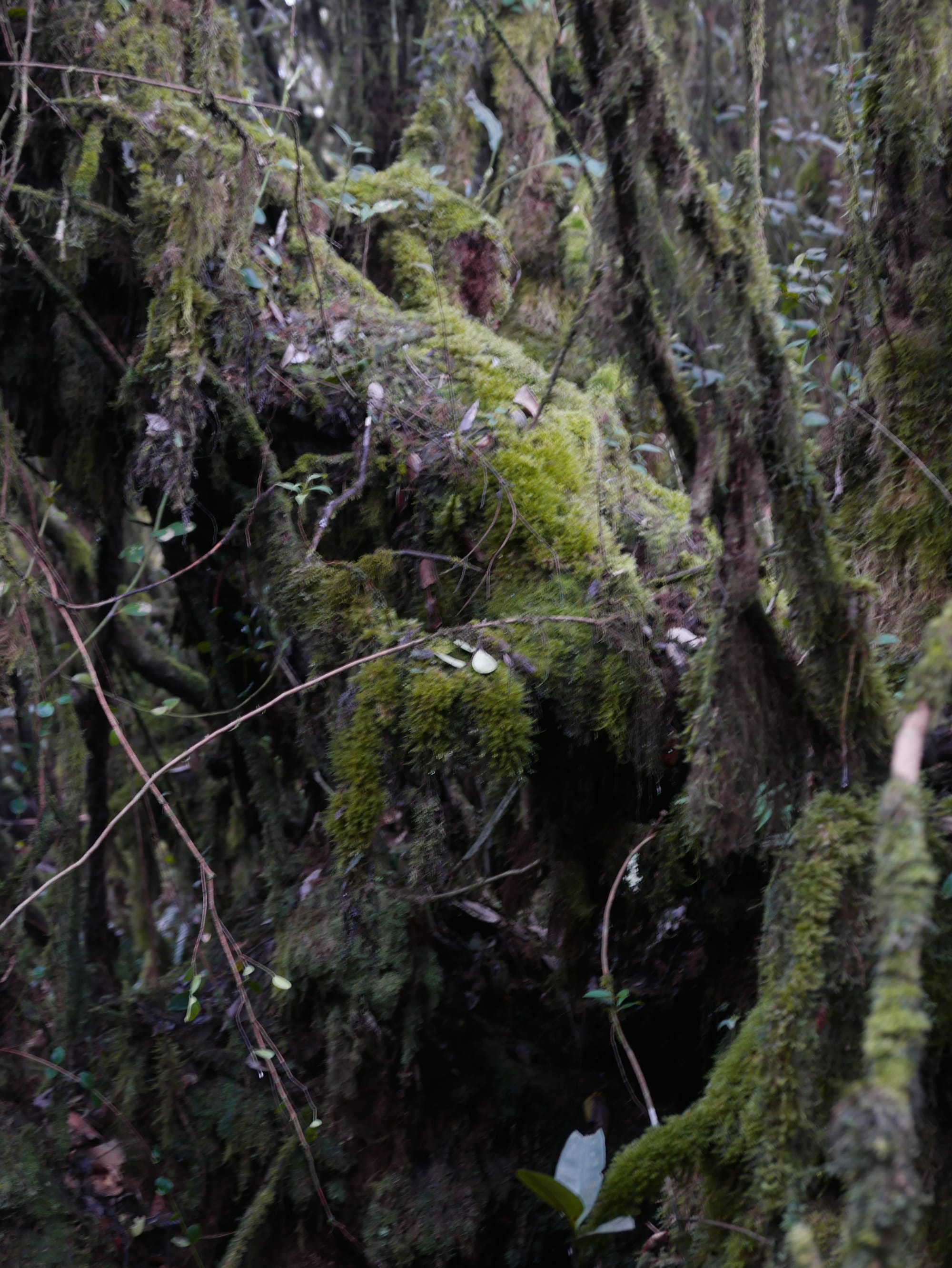 Photo by Author — Mossy Forest, Cameron Highlands, Malaysia