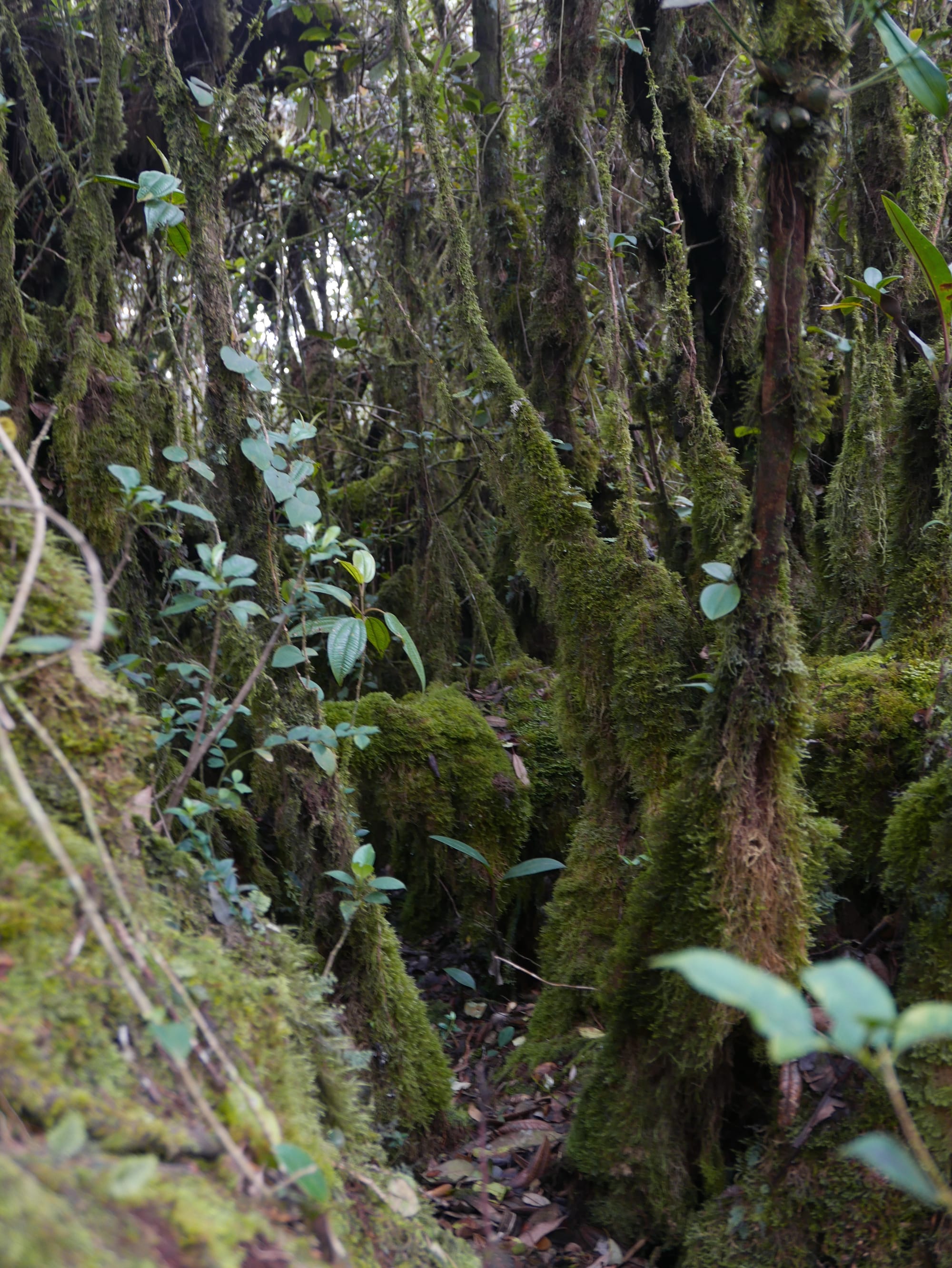Photo by Author — Mossy Forest, Cameron Highlands, Malaysia