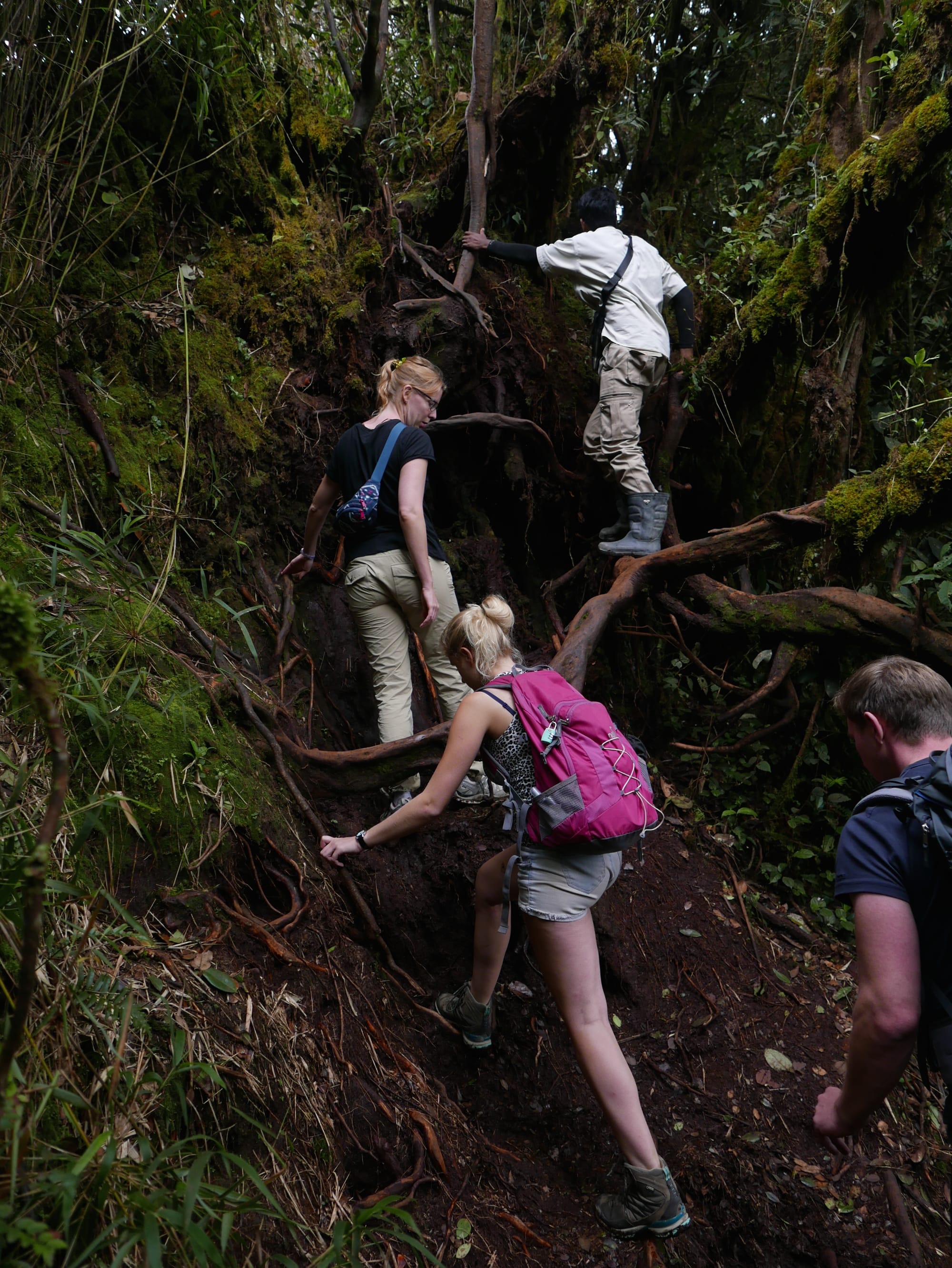 Photo by Author — Mossy Forest, Cameron Highlands, Malaysia