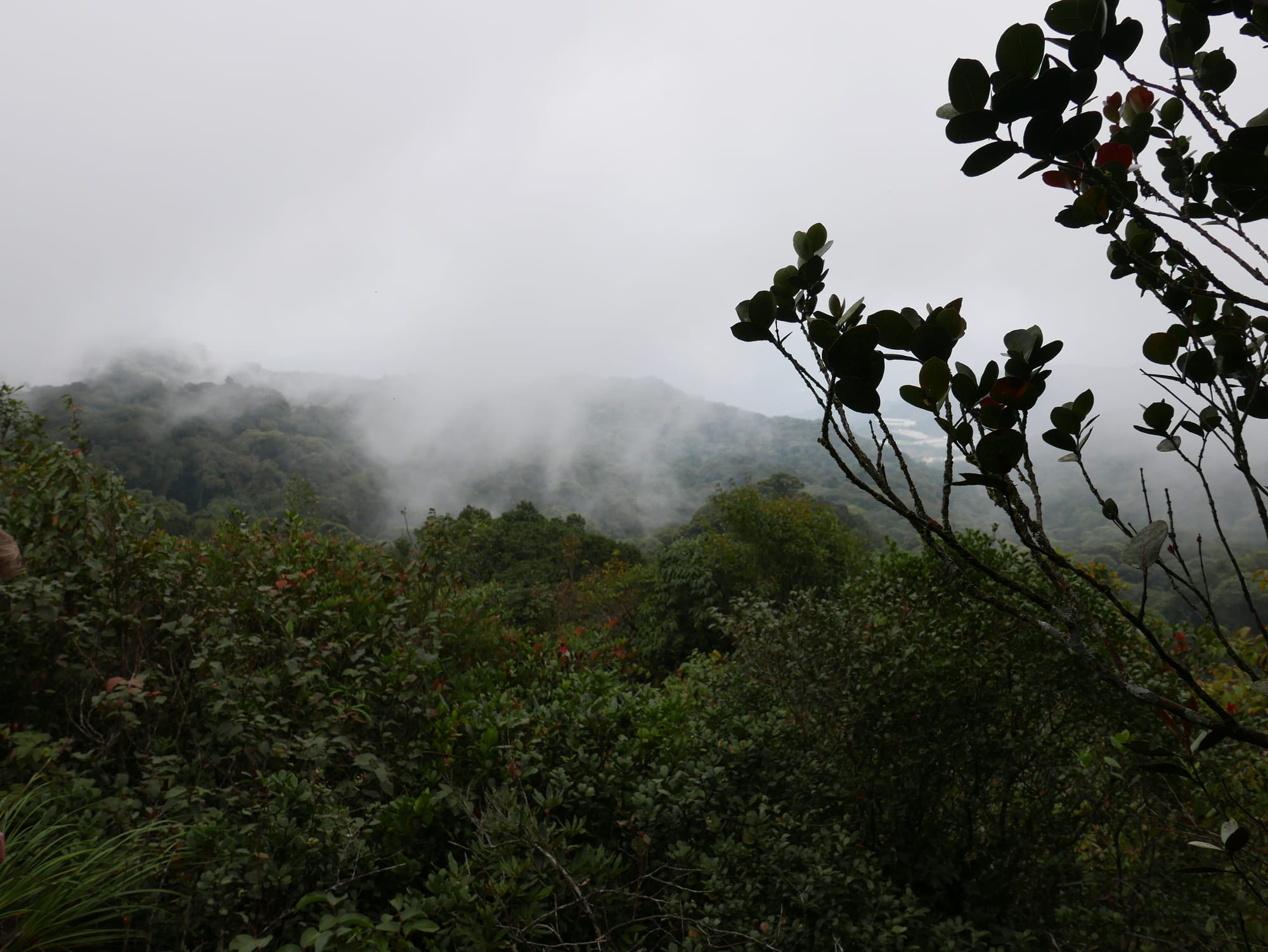 Photo by Author — Mossy Forest, Cameron Highlands, Malaysia