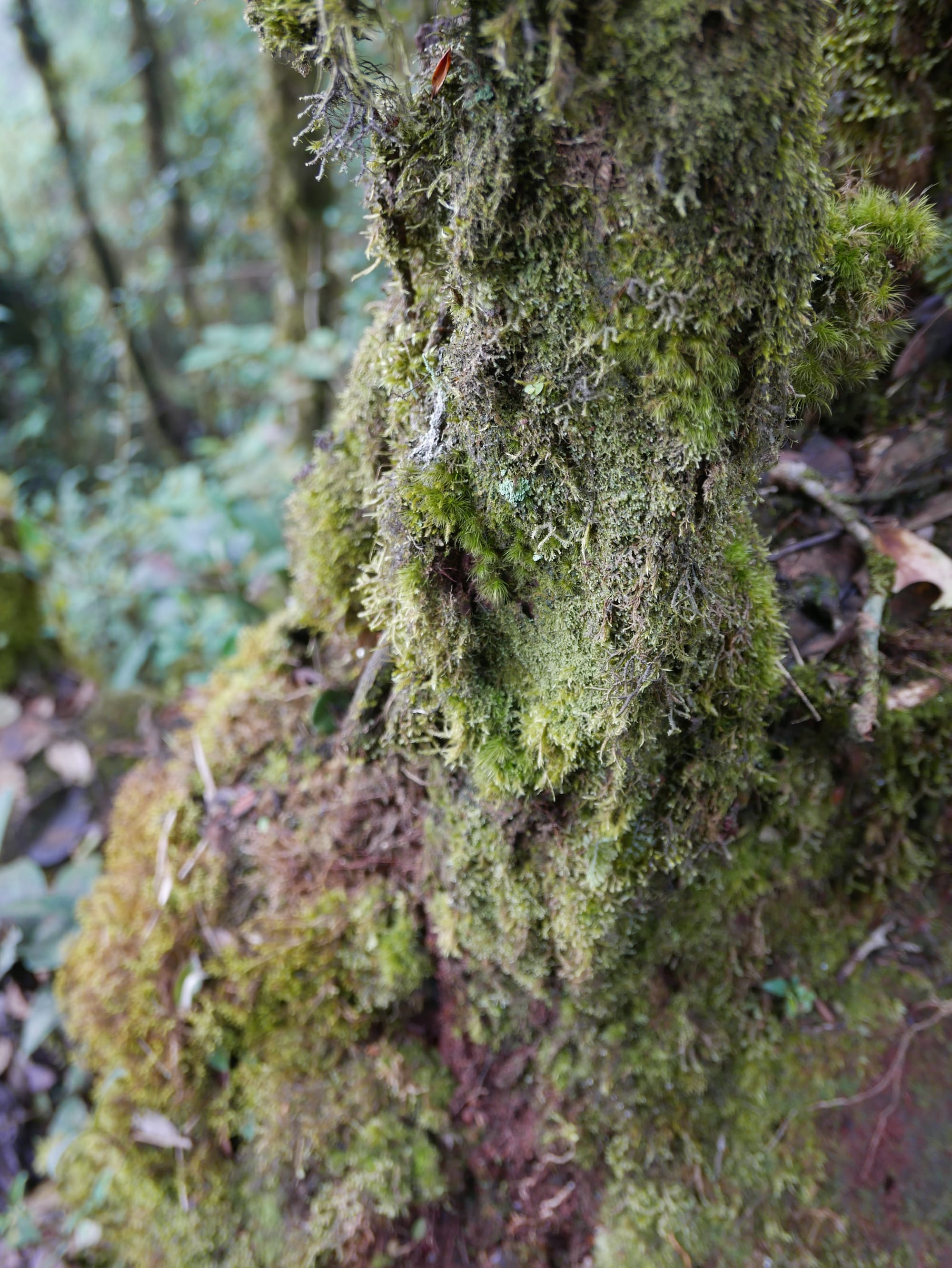 Photo by Author — Mossy Forest, Cameron Highlands, Malaysia