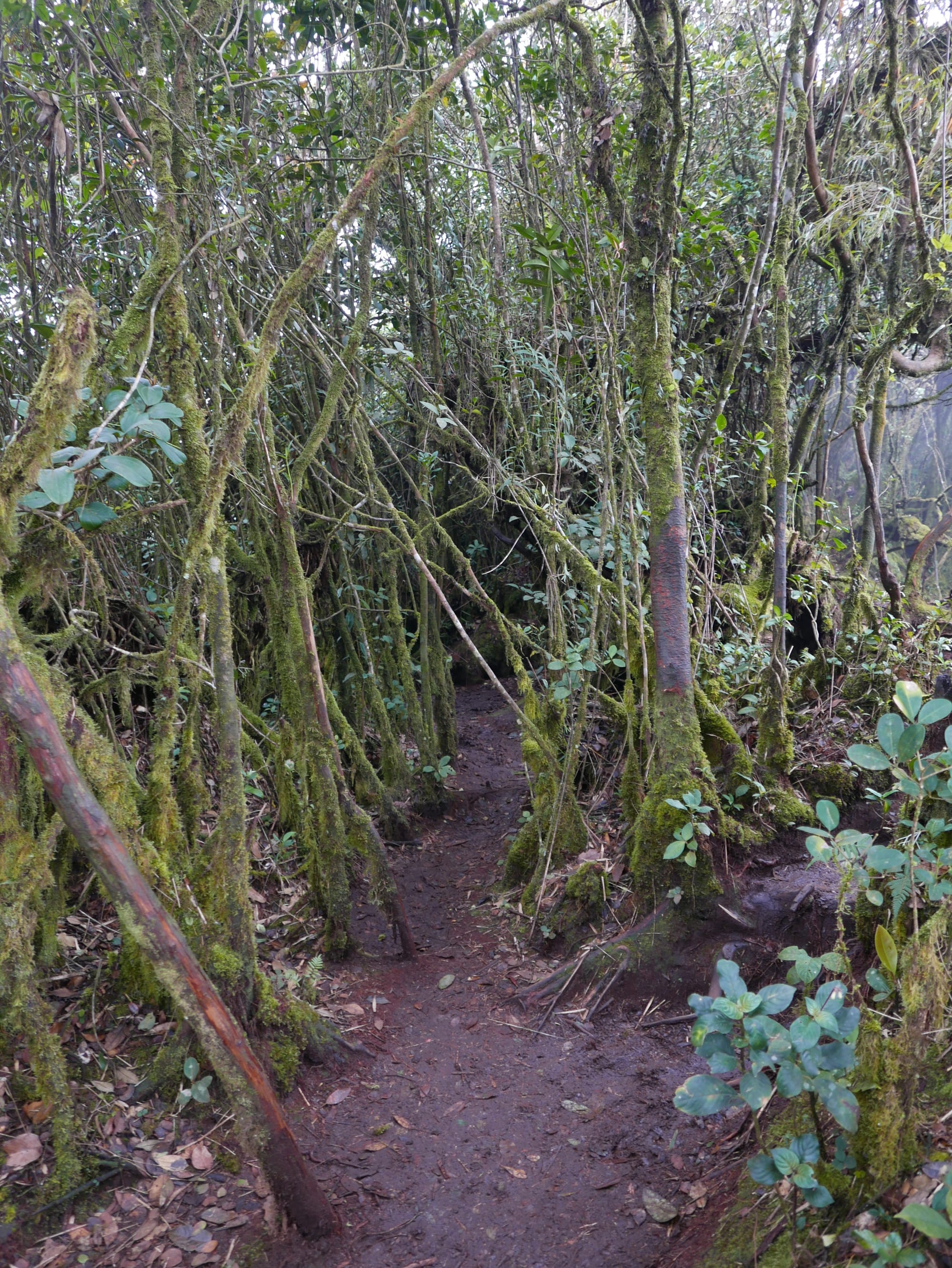 Photo by Author — Mossy Forest, Cameron Highlands, Malaysia