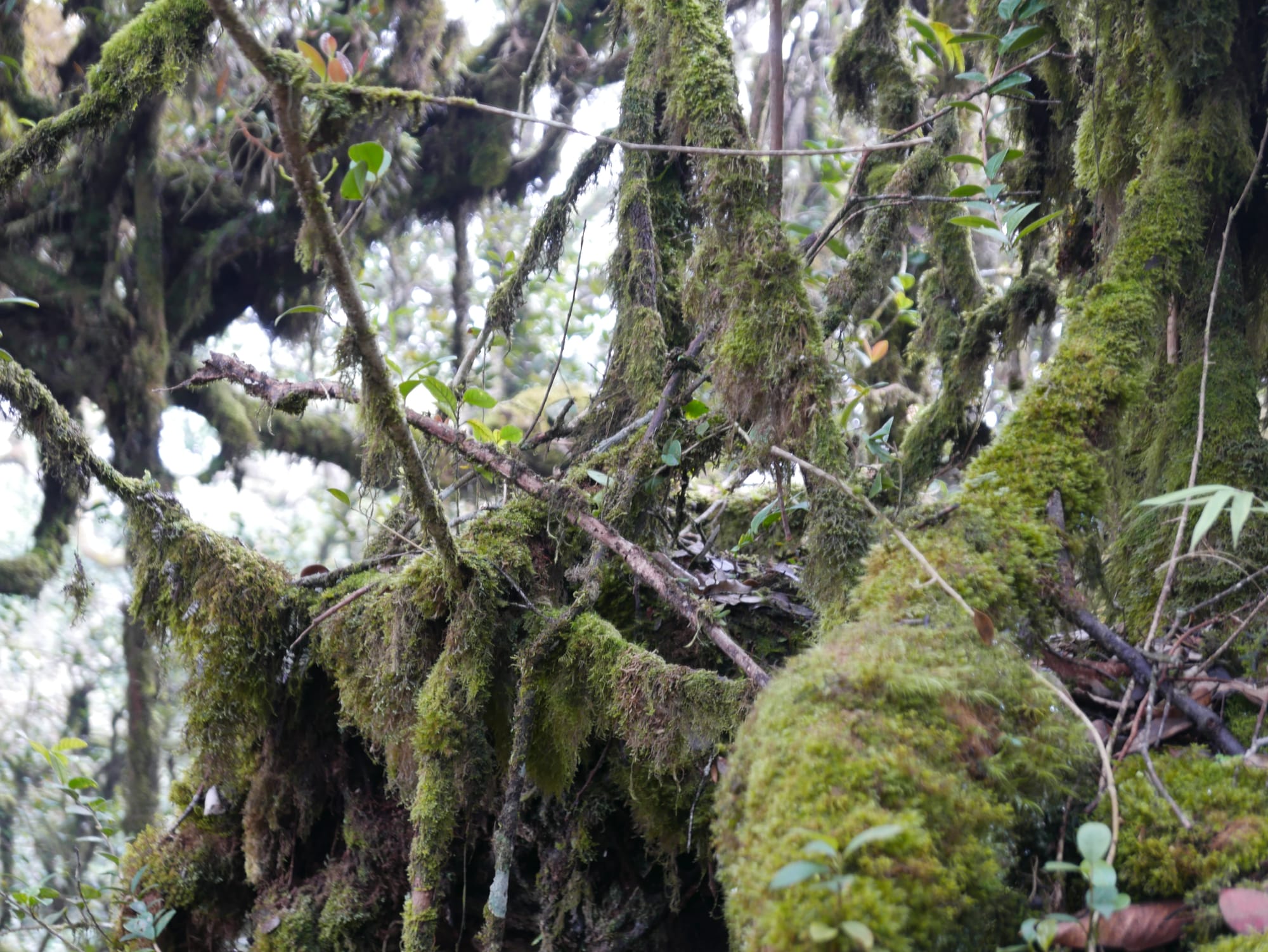 Photo by Author — Mossy Forest, Cameron Highlands, Malaysia