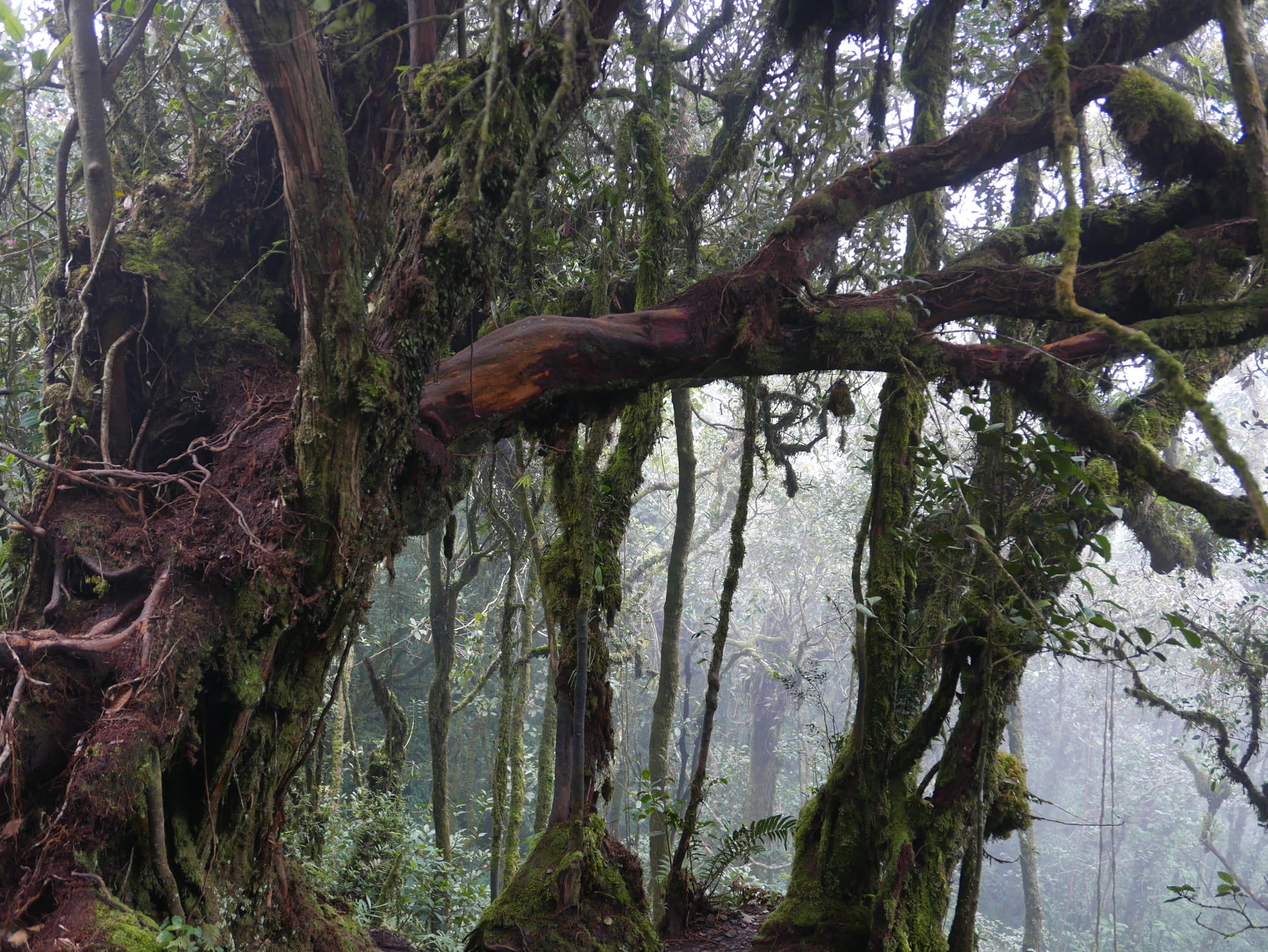 Photo by Author — Mossy Forest, Cameron Highlands, Malaysia