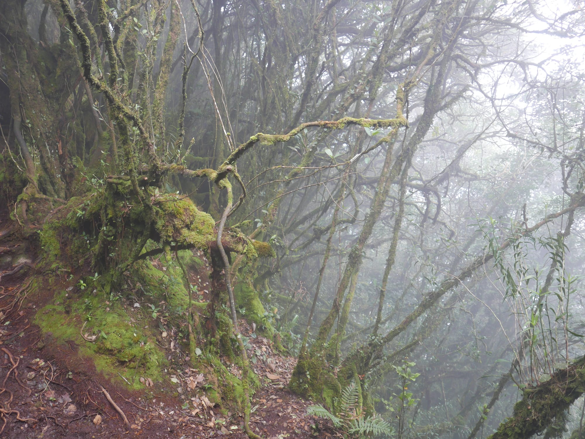 Photo by Author — Mossy Forest, Cameron Highlands, Malaysia